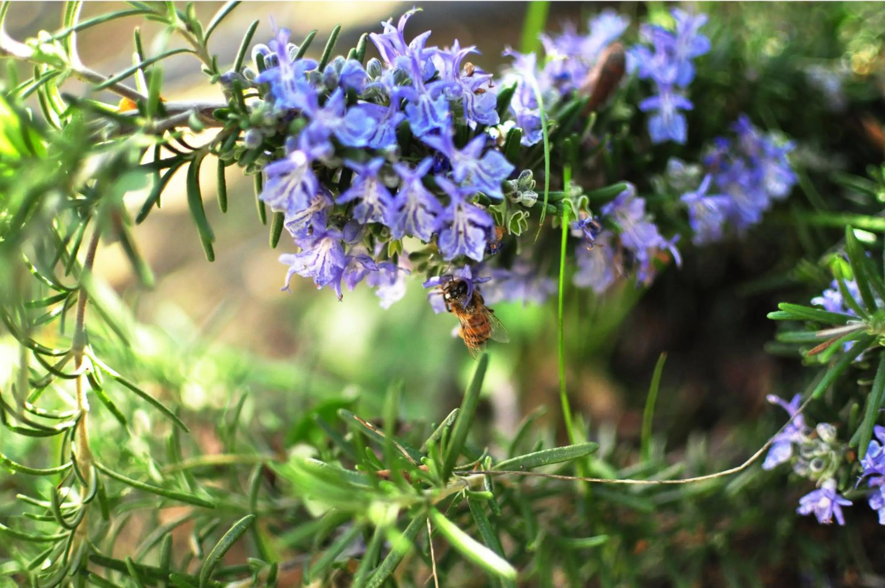 Spring in Domus Hotel