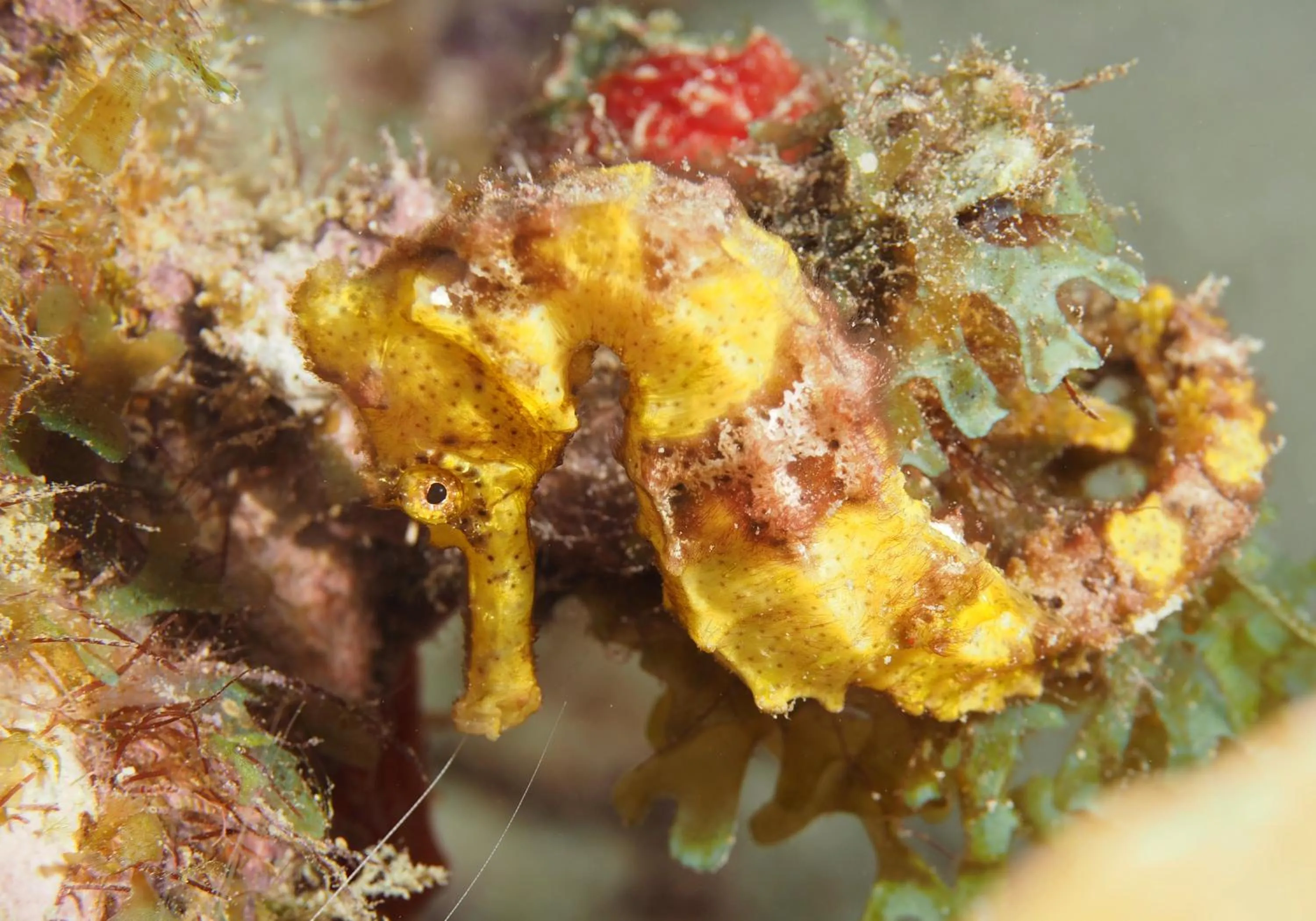 Diving in Oasis guesthouse, Boutique Style Hotel