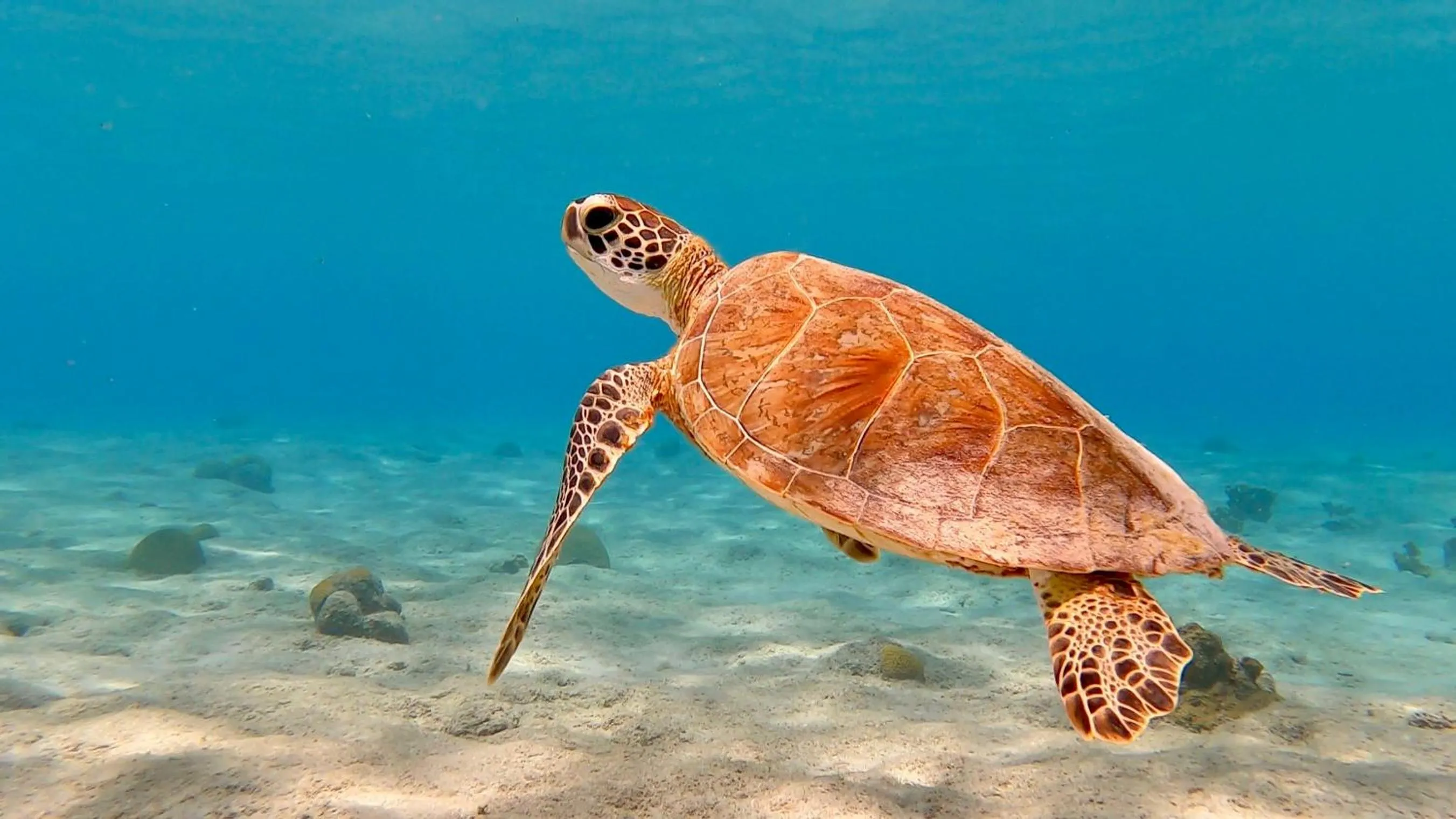 Diving in Oasis guesthouse, Boutique Style Hotel