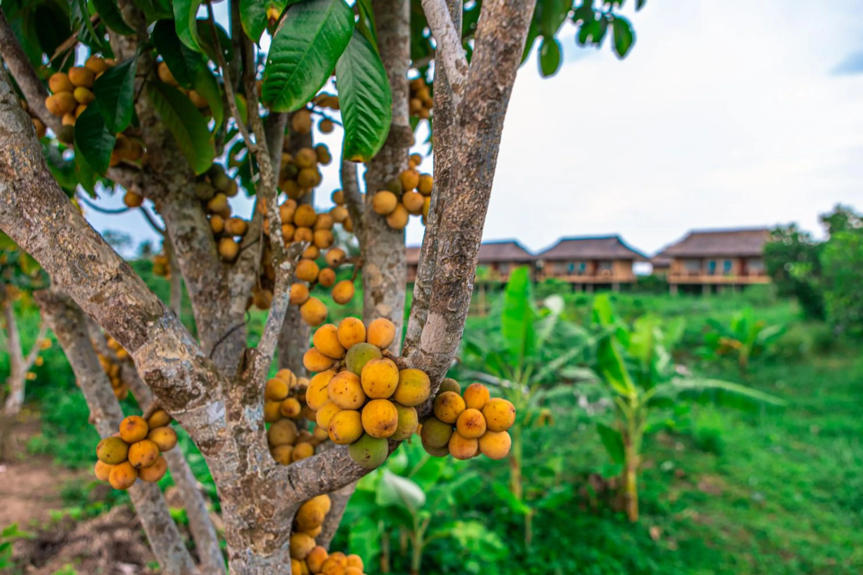 Garden in Mekong Riverside Boutique Resort & Spa