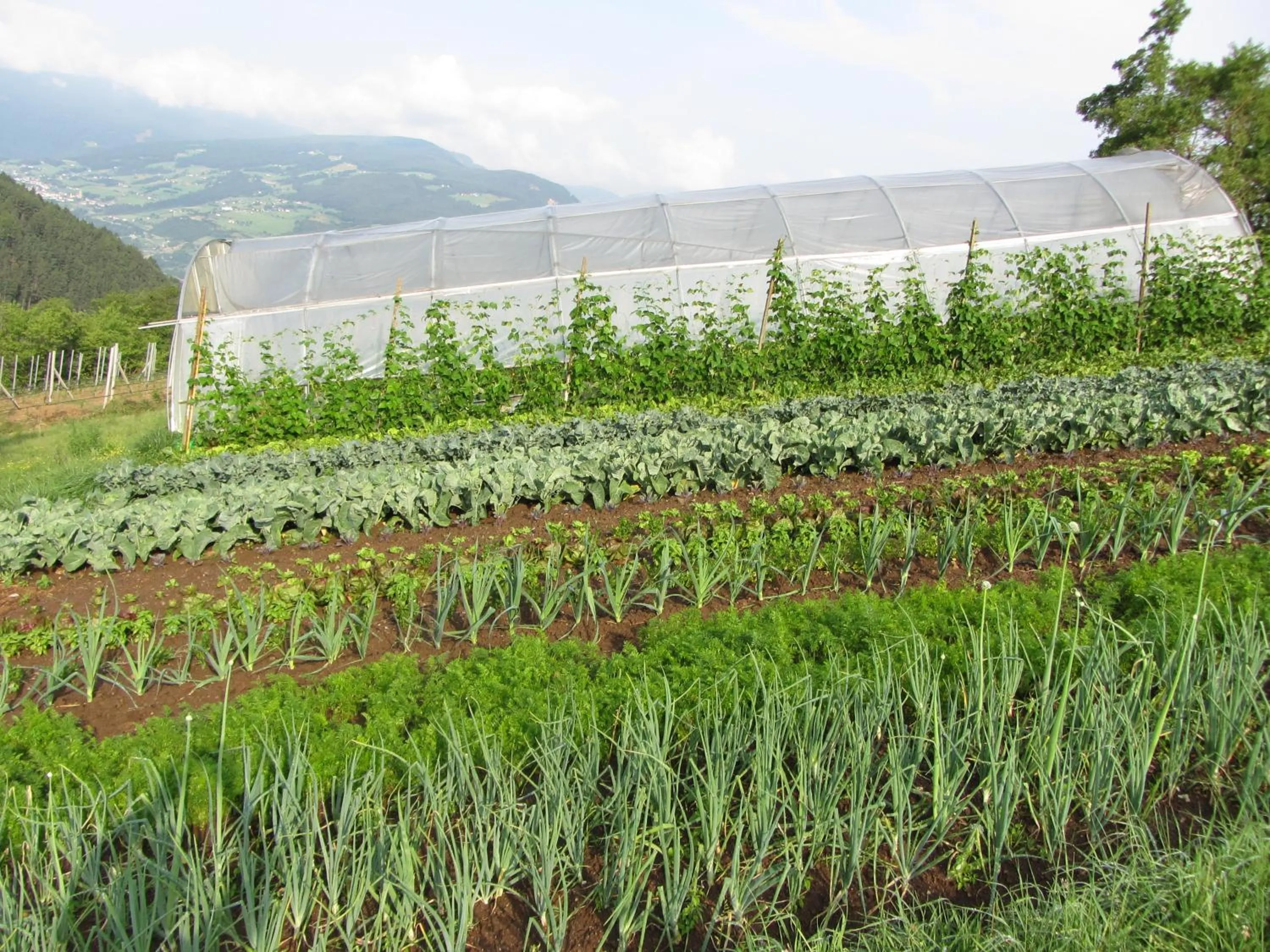 Natural landscape in Gasthof Teiser Stern