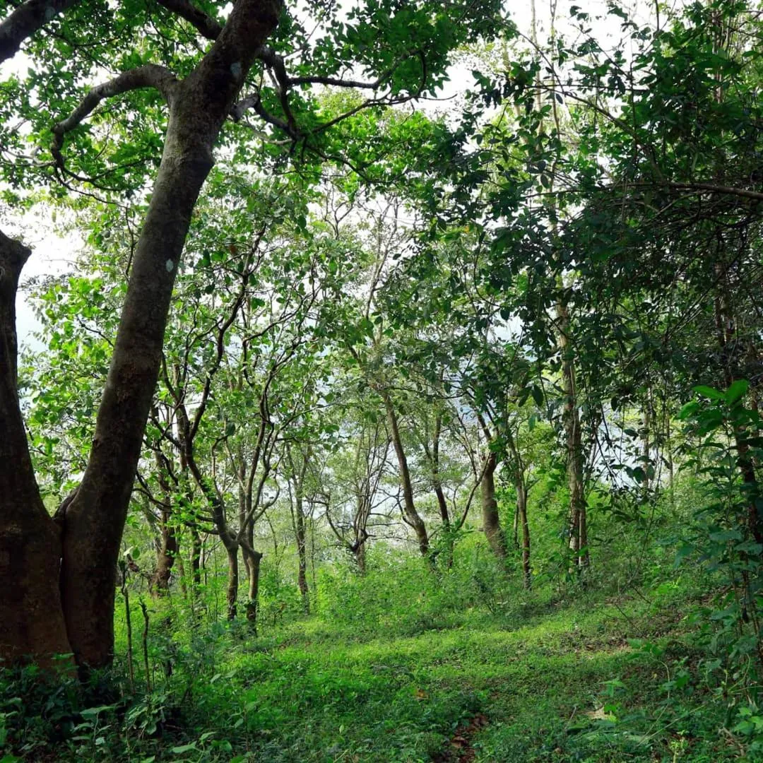 Olivia Homestay Idukki