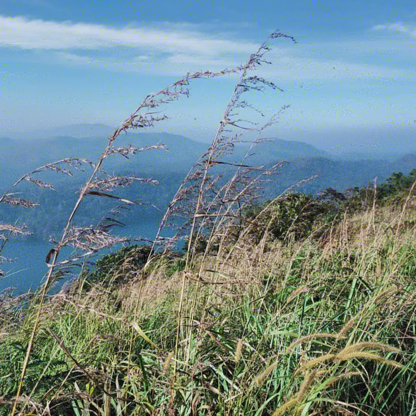 Olivia Homestay Idukki