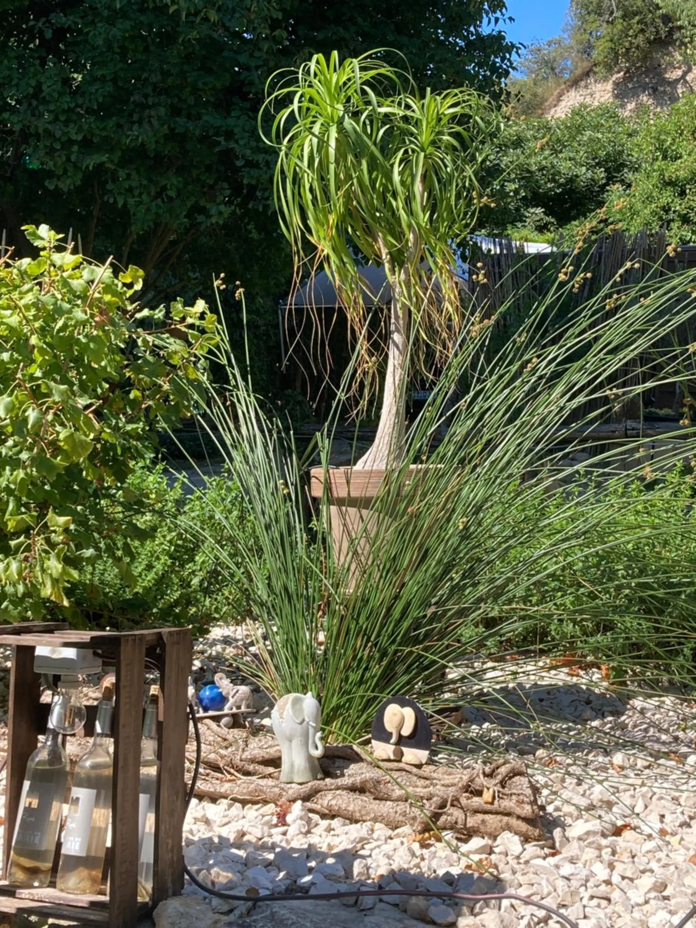 Garden in Le Mas aux Arômes
