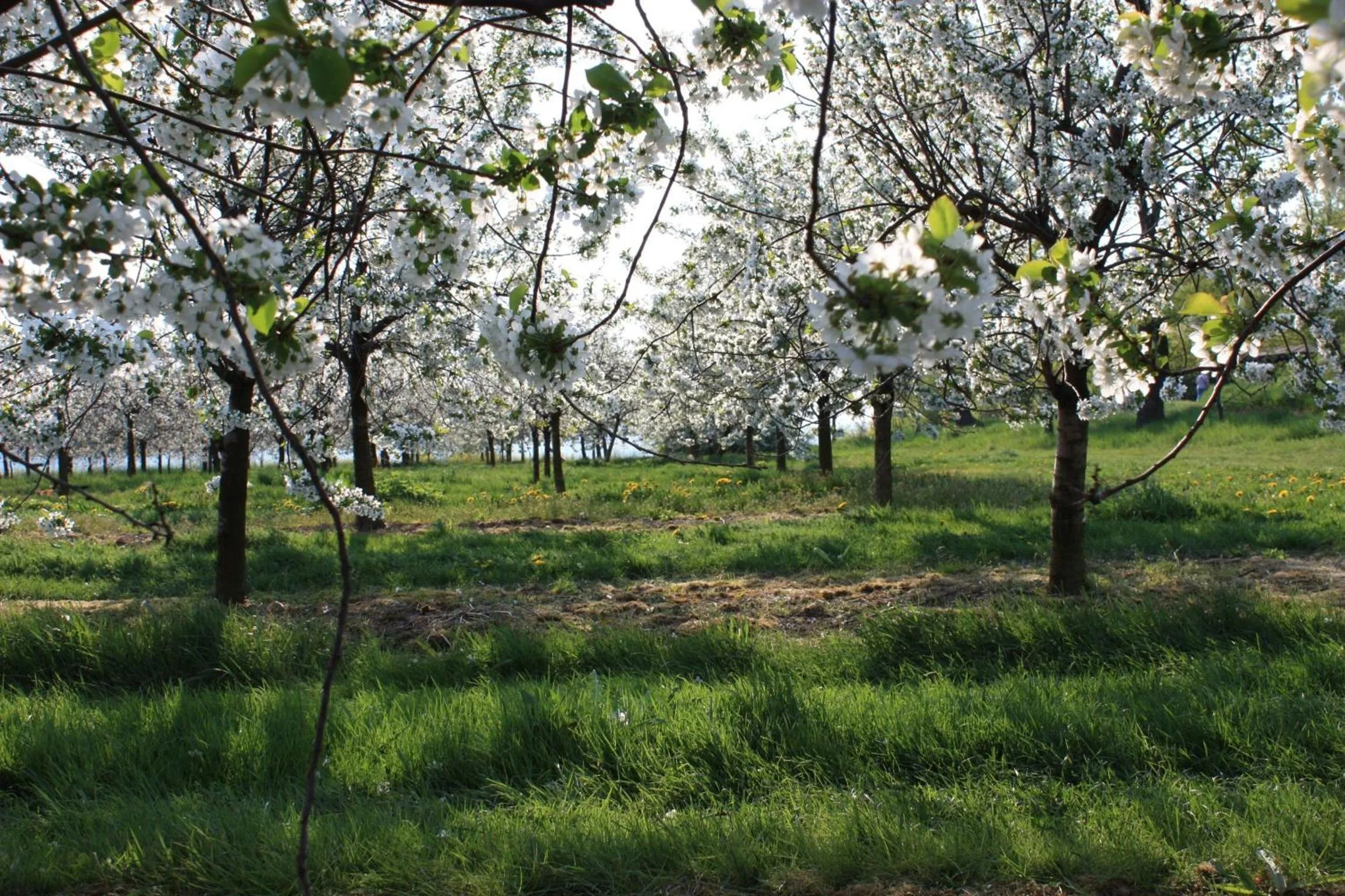 Natural landscape in Landhotel Rosenschänke