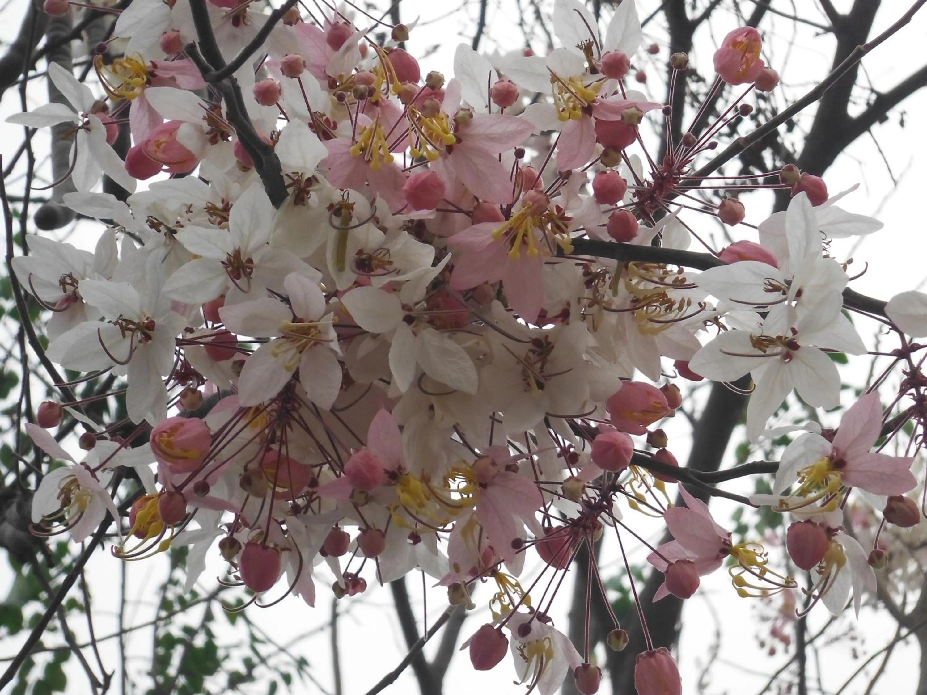 High Hill Fresh Resort