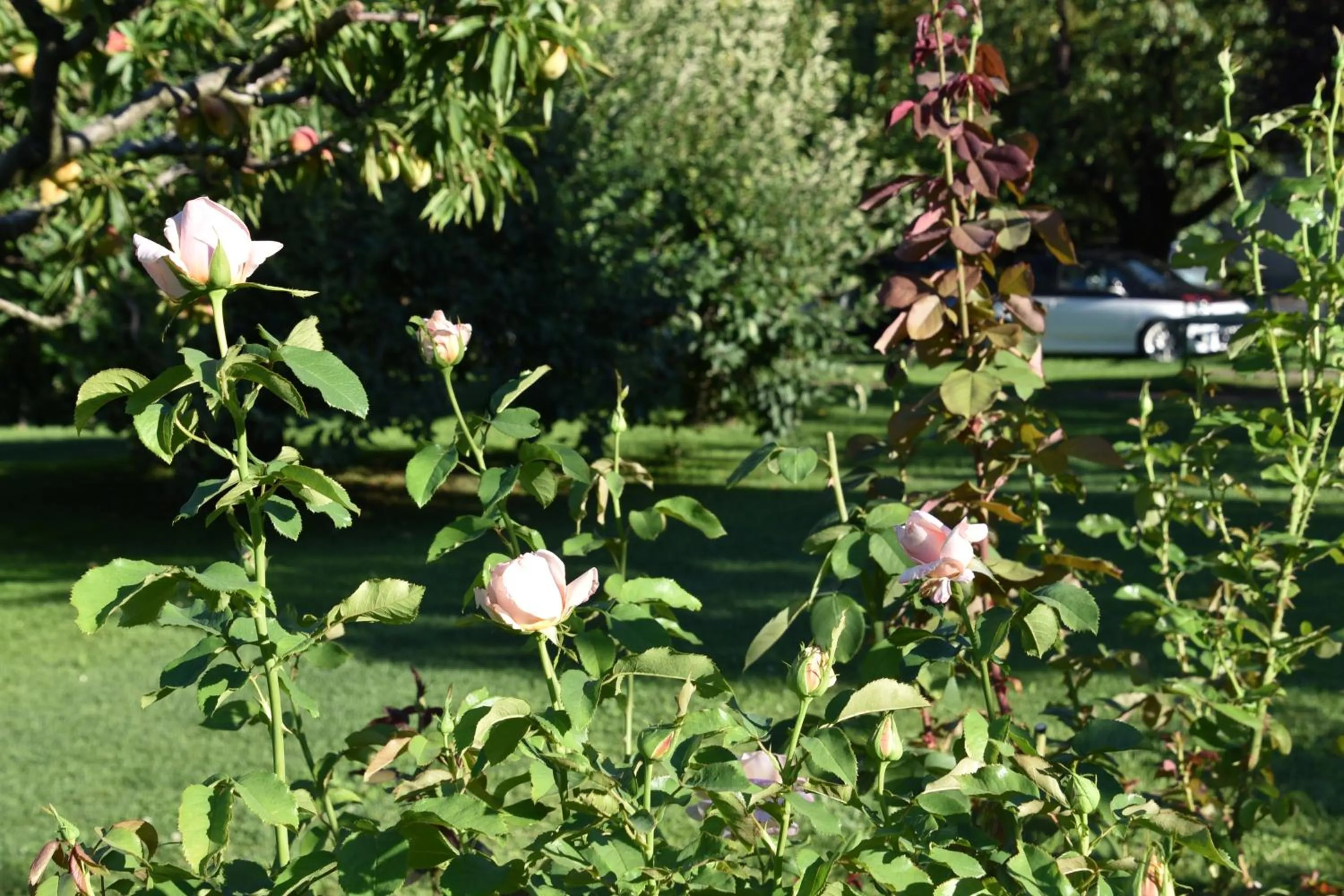 Garden in Angerburg Blumenhotel