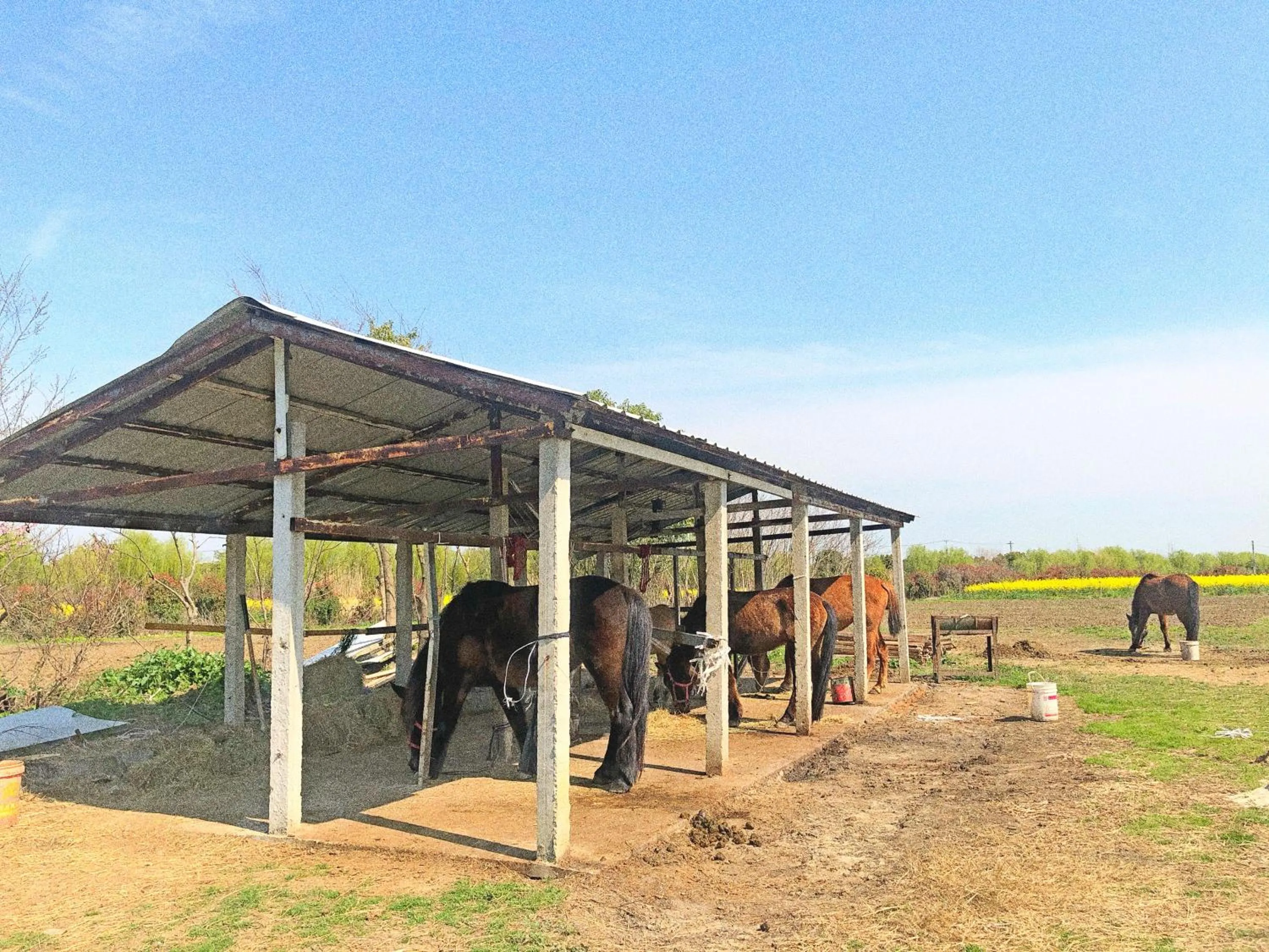 Other Animals in Siko Grand Hotel Suzhou Yangcheng