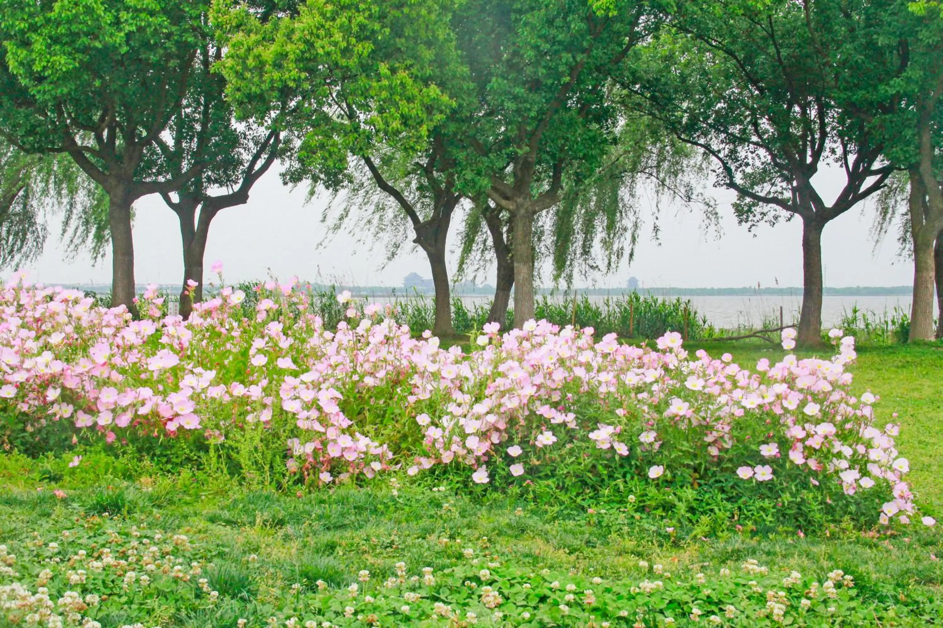 Garden in Siko Grand Hotel Suzhou Yangcheng