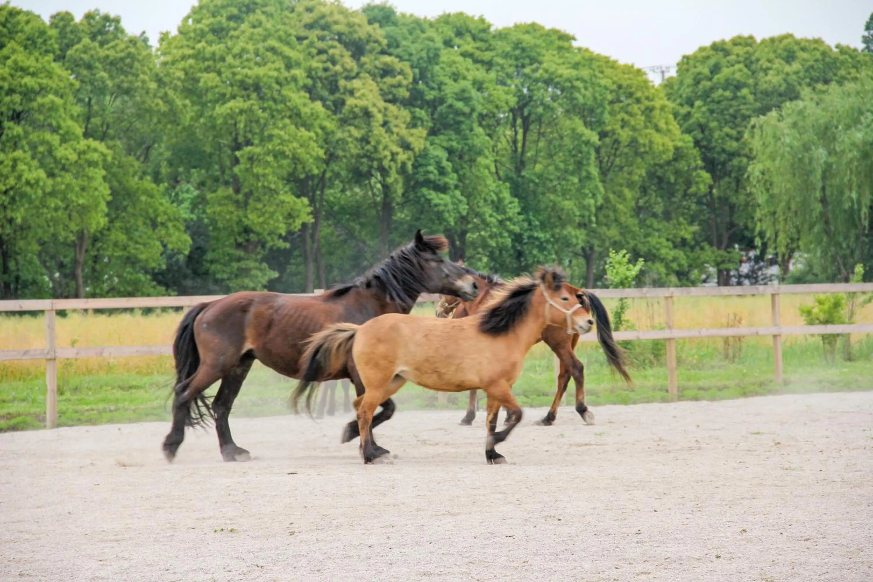Other Animals in Siko Grand Hotel Suzhou Yangcheng