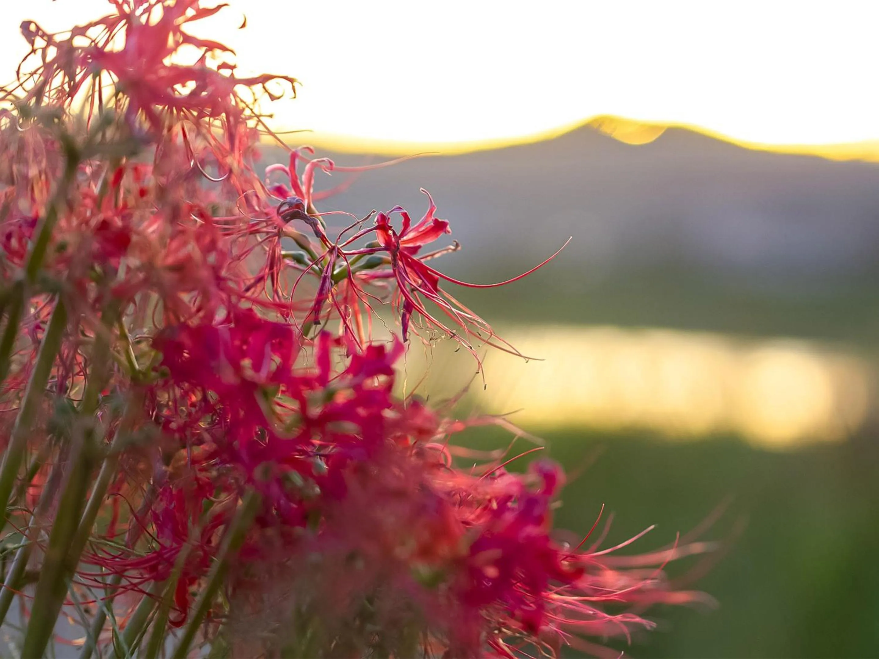 Natural landscape in Guest Cafe Kuchikumano