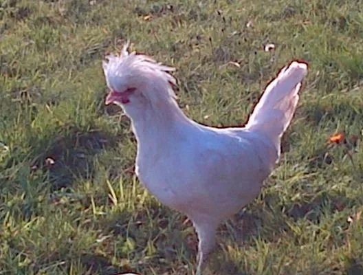 Animals in Seafield Farmhouse