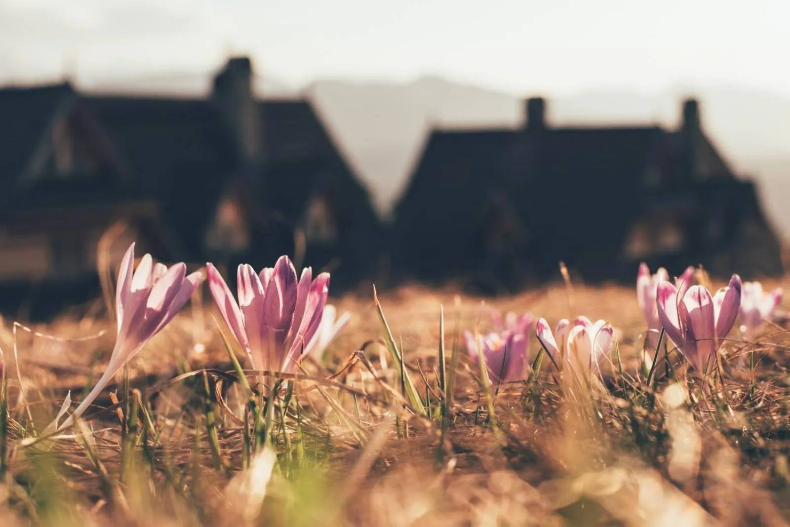 Spring in Osada Kościelisko - Tatry na Wyciągnięcie Ręki