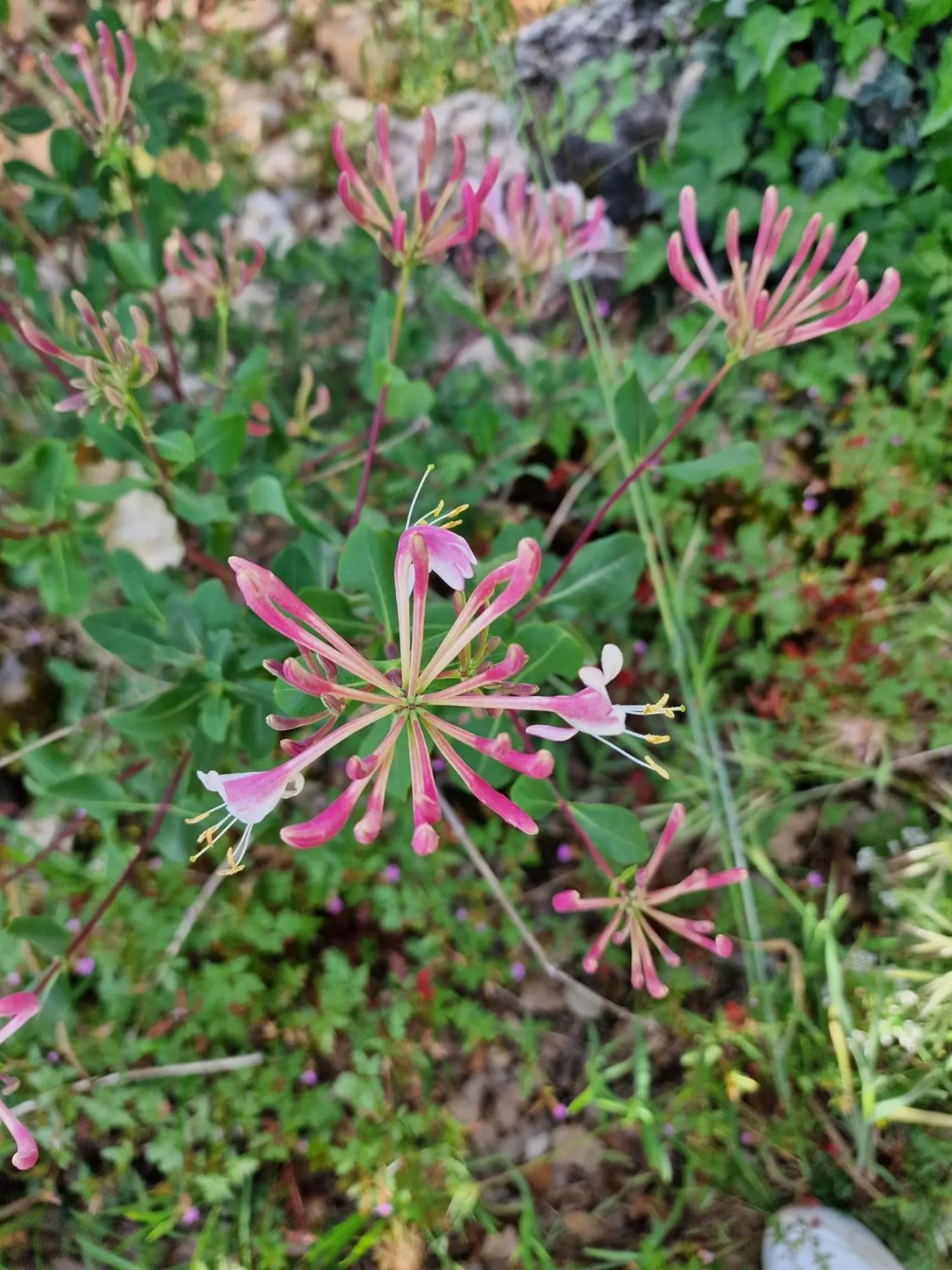 Area and facilities in L' Esmerand