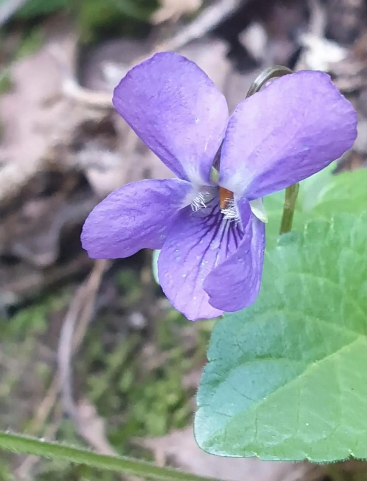 Other in L' Esmerand