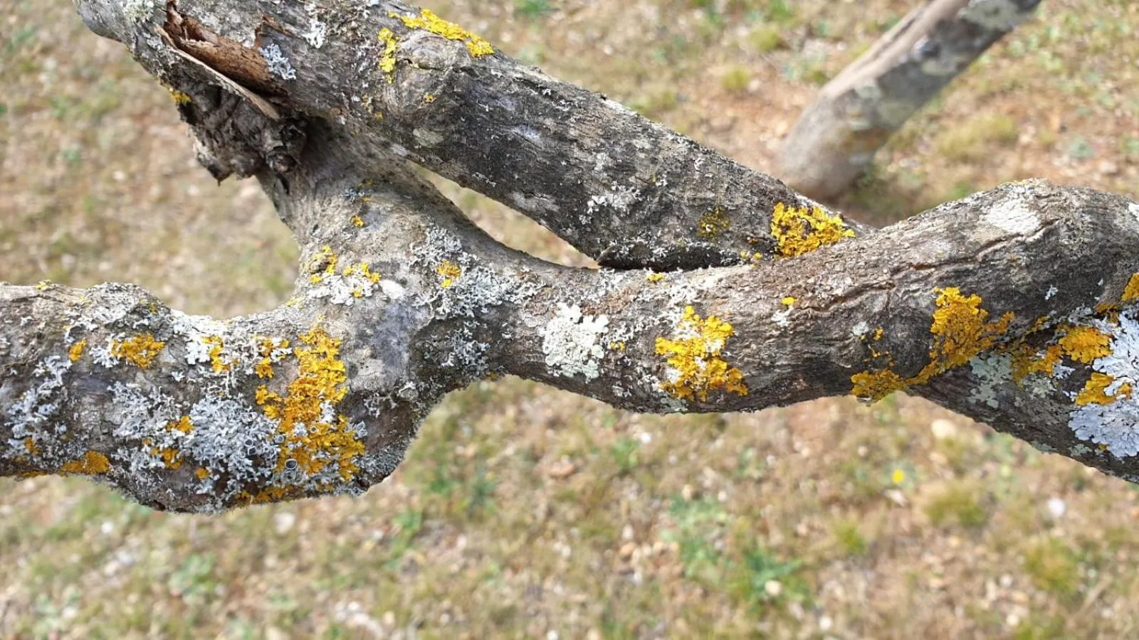 Other in L' Esmerand