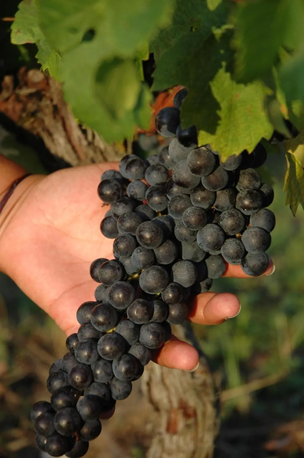 Domaine de la Queyssie