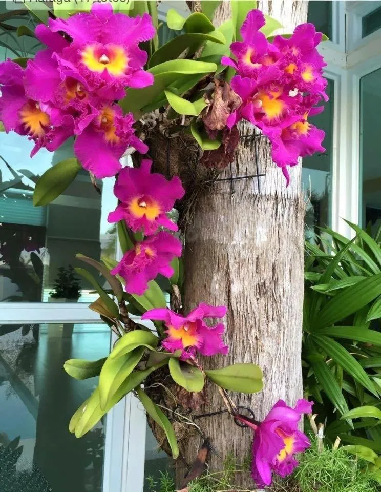 Garden in Pousada Lagoa da Mata