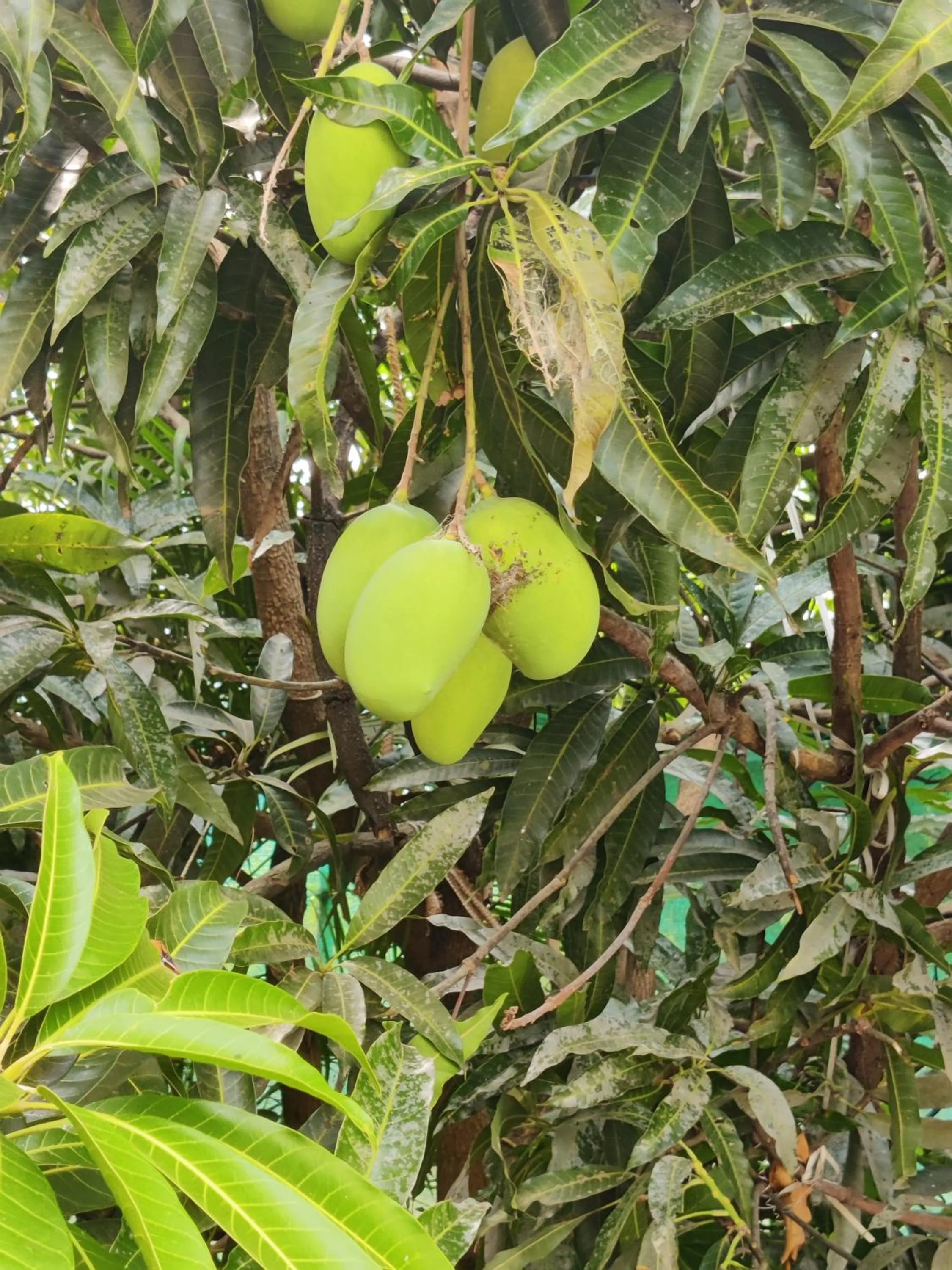 Garden in Redstone House by Oxystays Hospitality