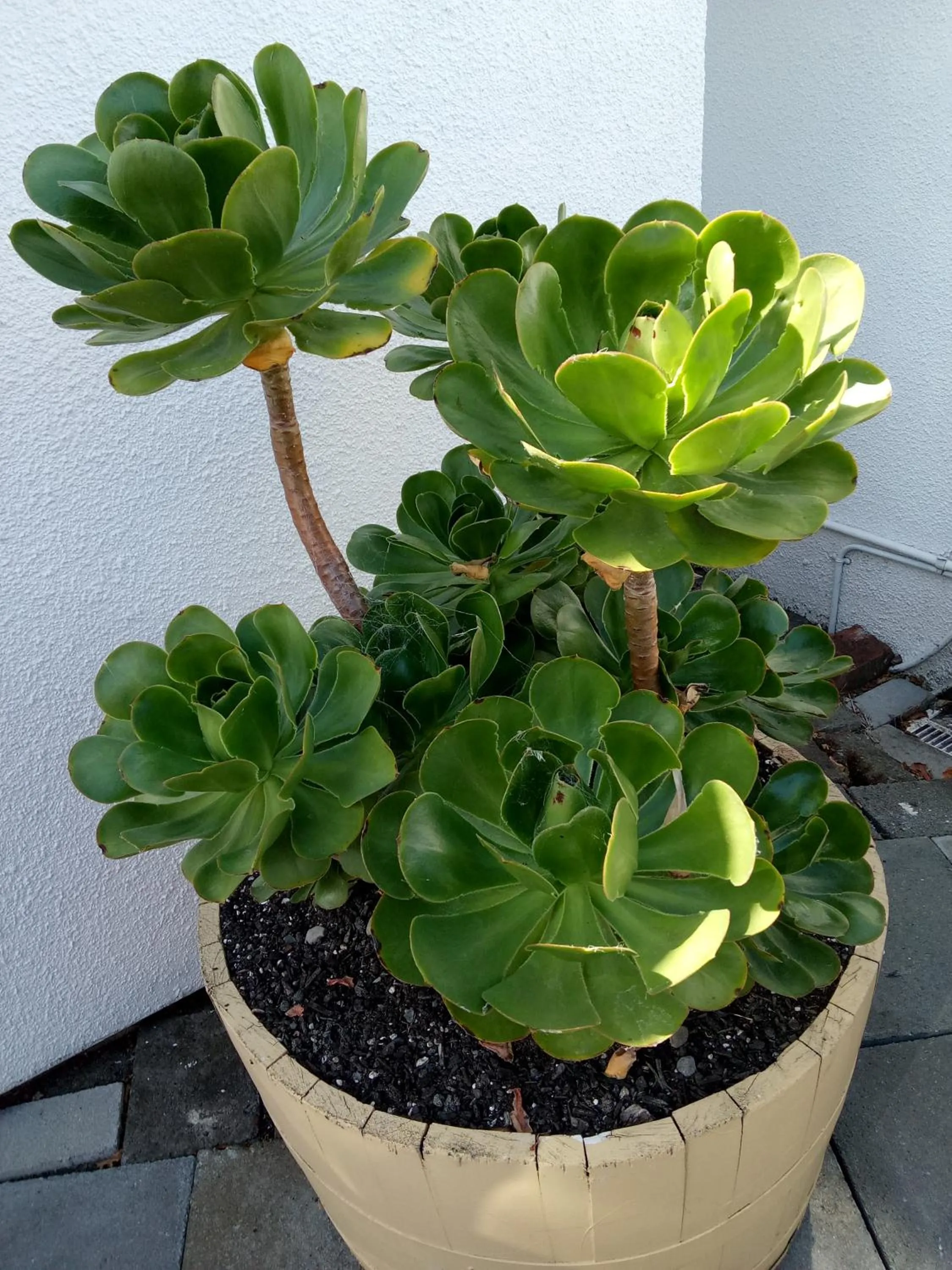 Garden in Gateway Motor Lodge - Wanganui