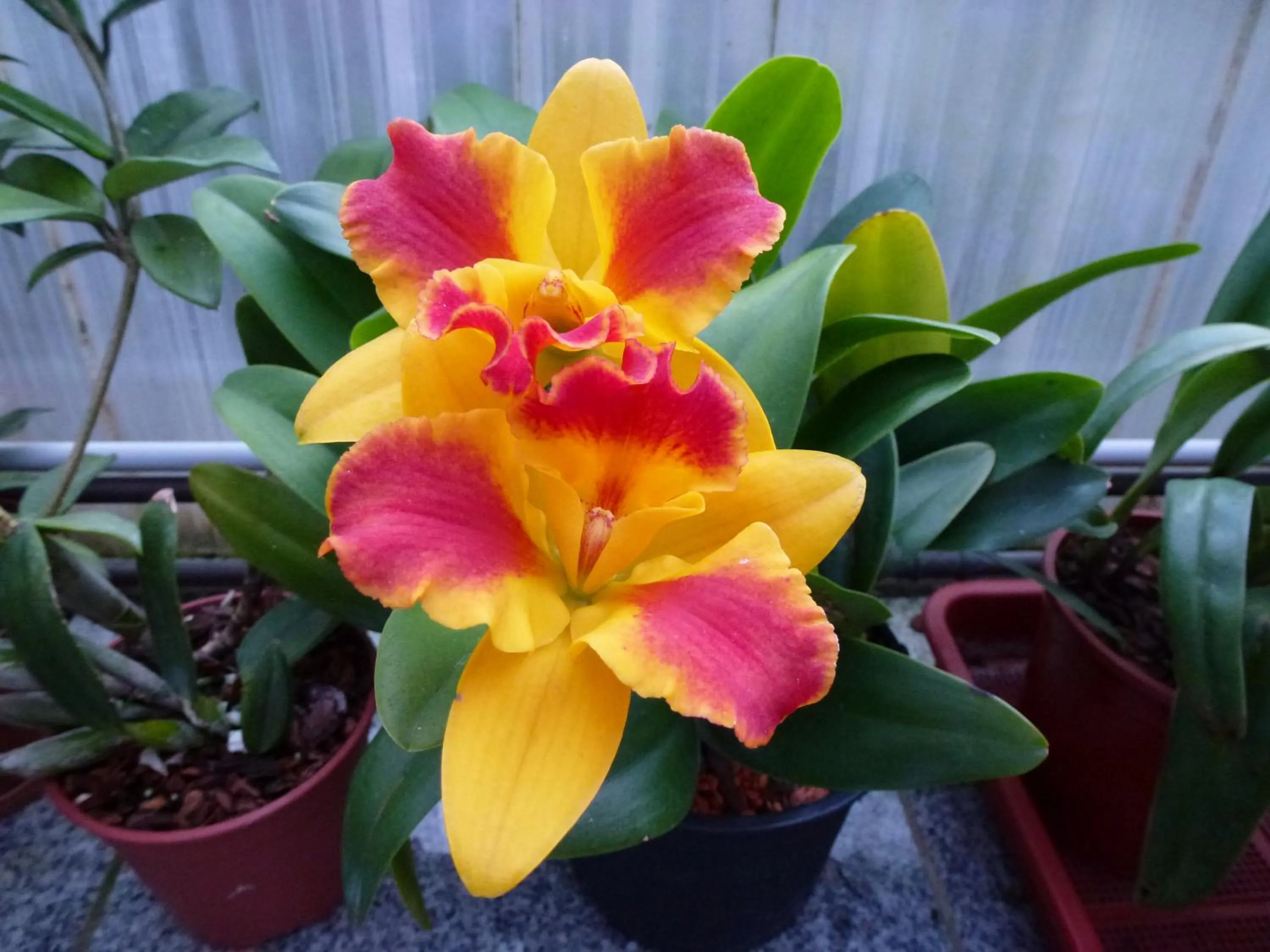 Garden in Zimmervermietung Babsy