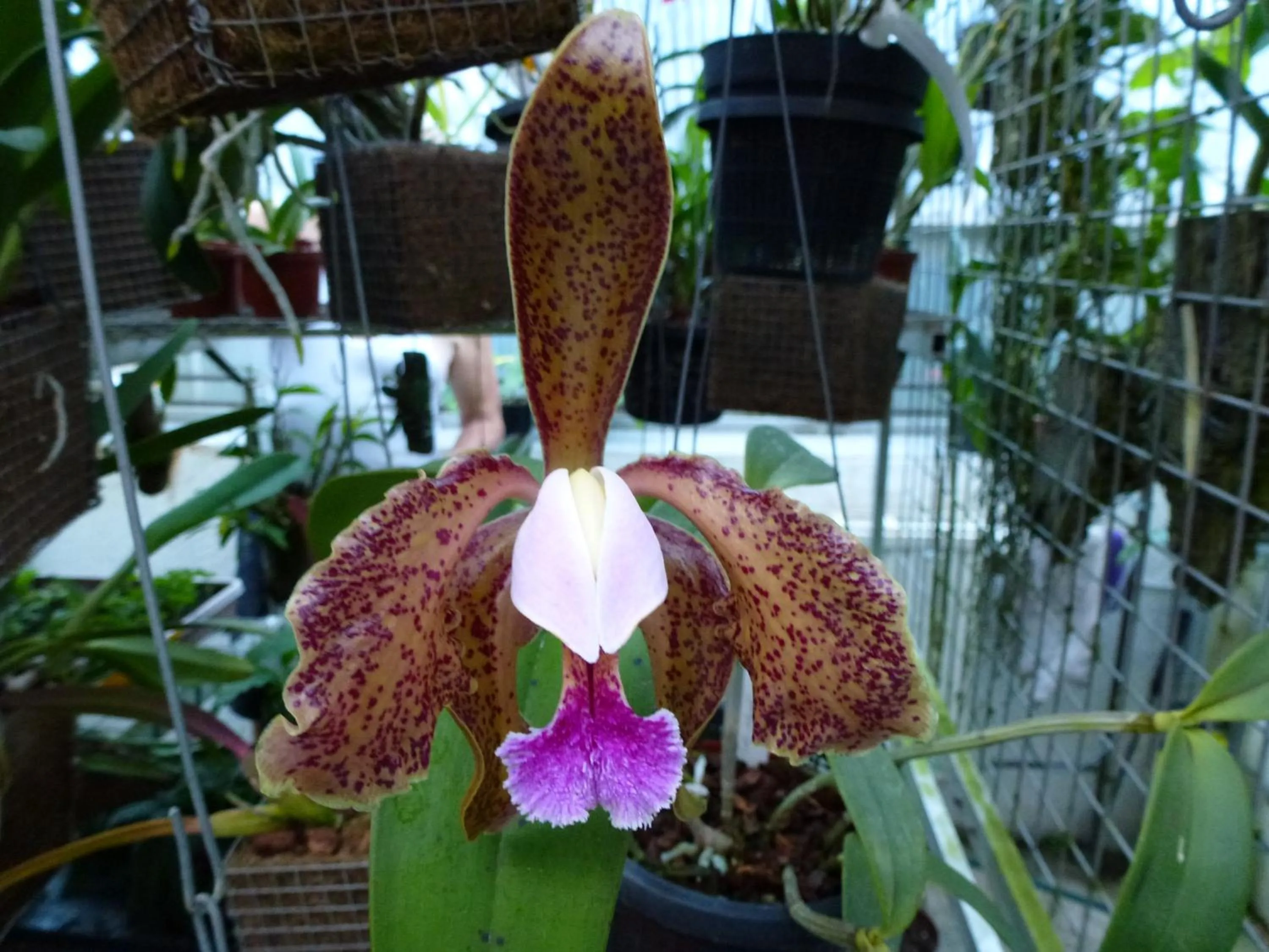 Garden in Zimmervermietung Babsy