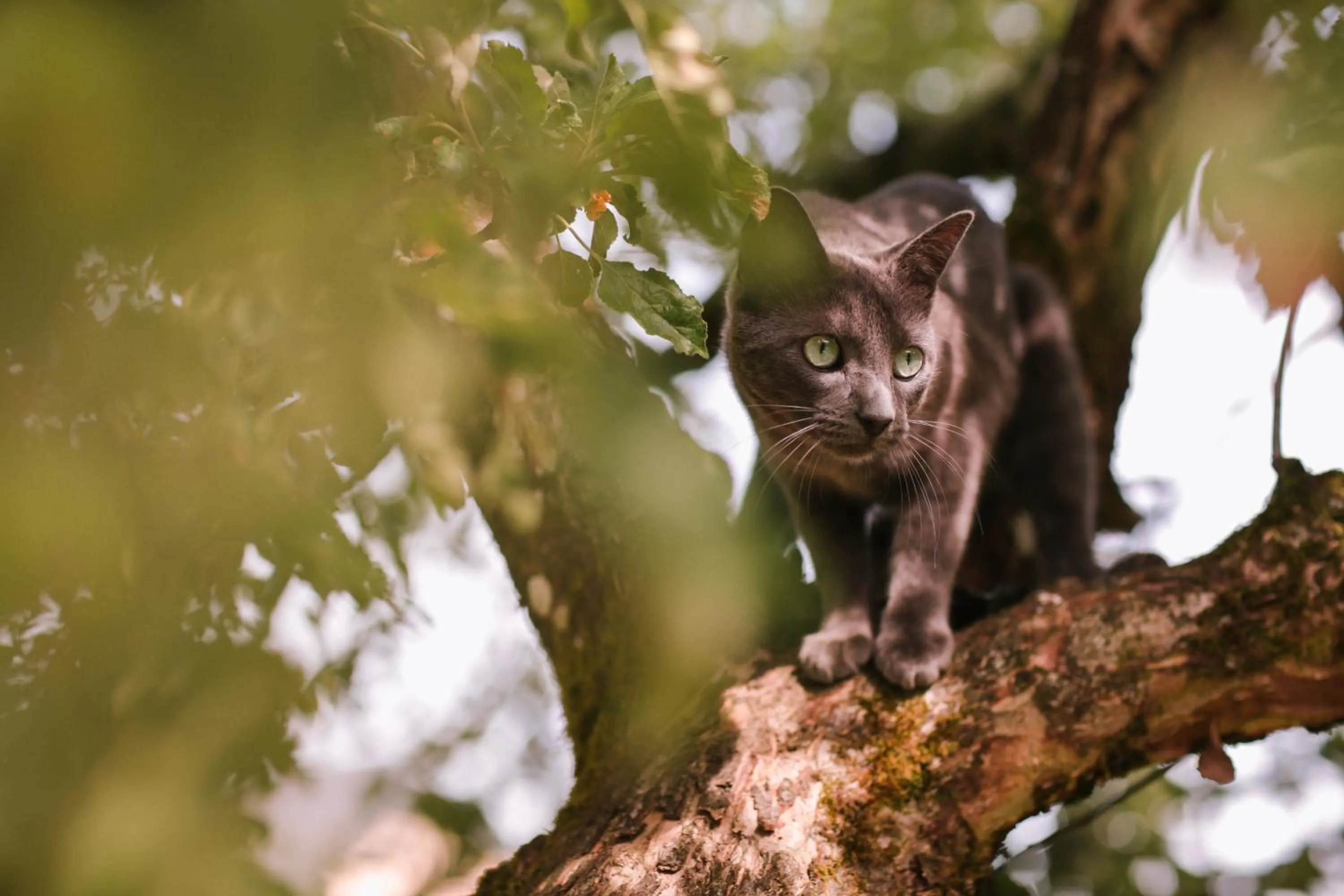 Pets in Les Chambres du Chat