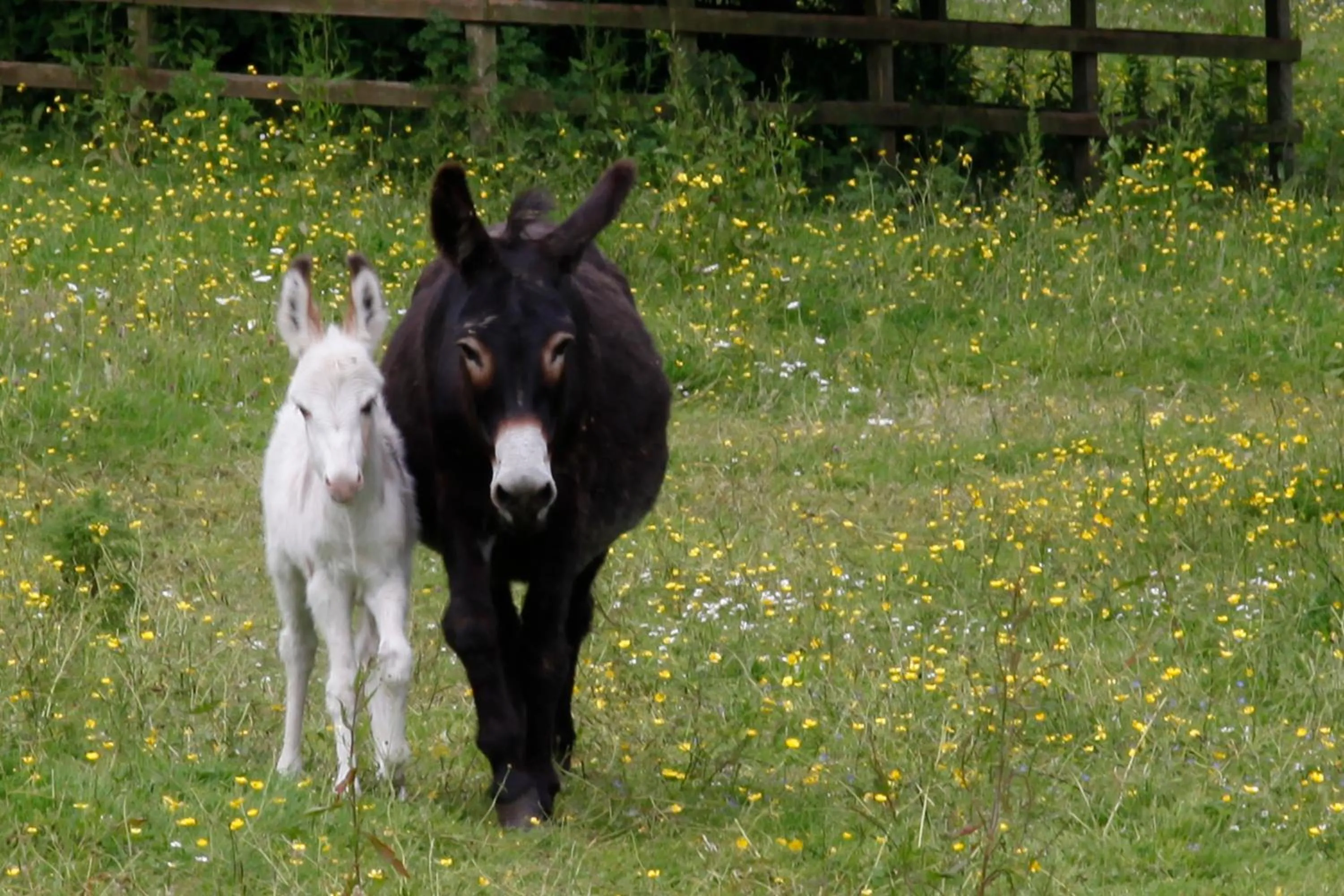 Animals in Barnabrow Country House