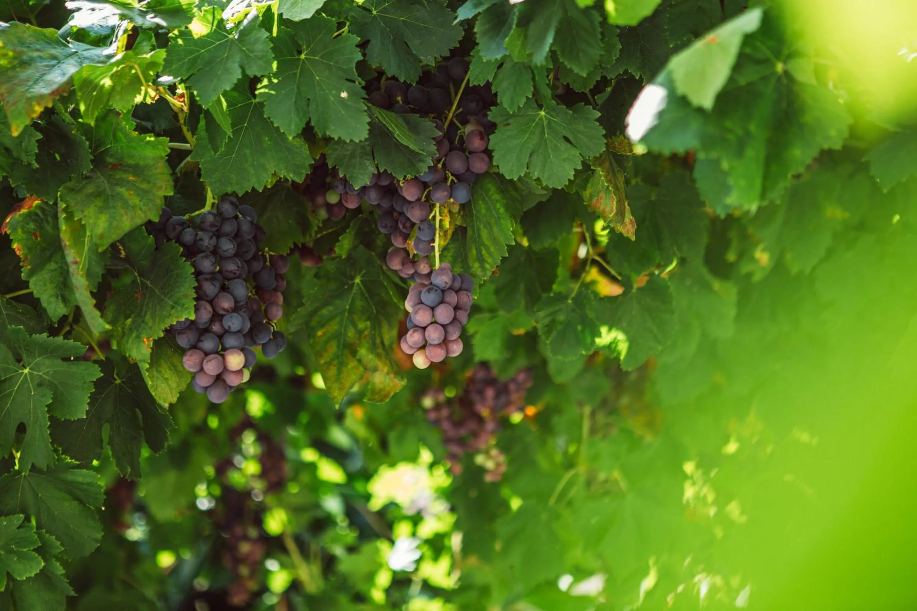 Floor plan in Casa Duconte