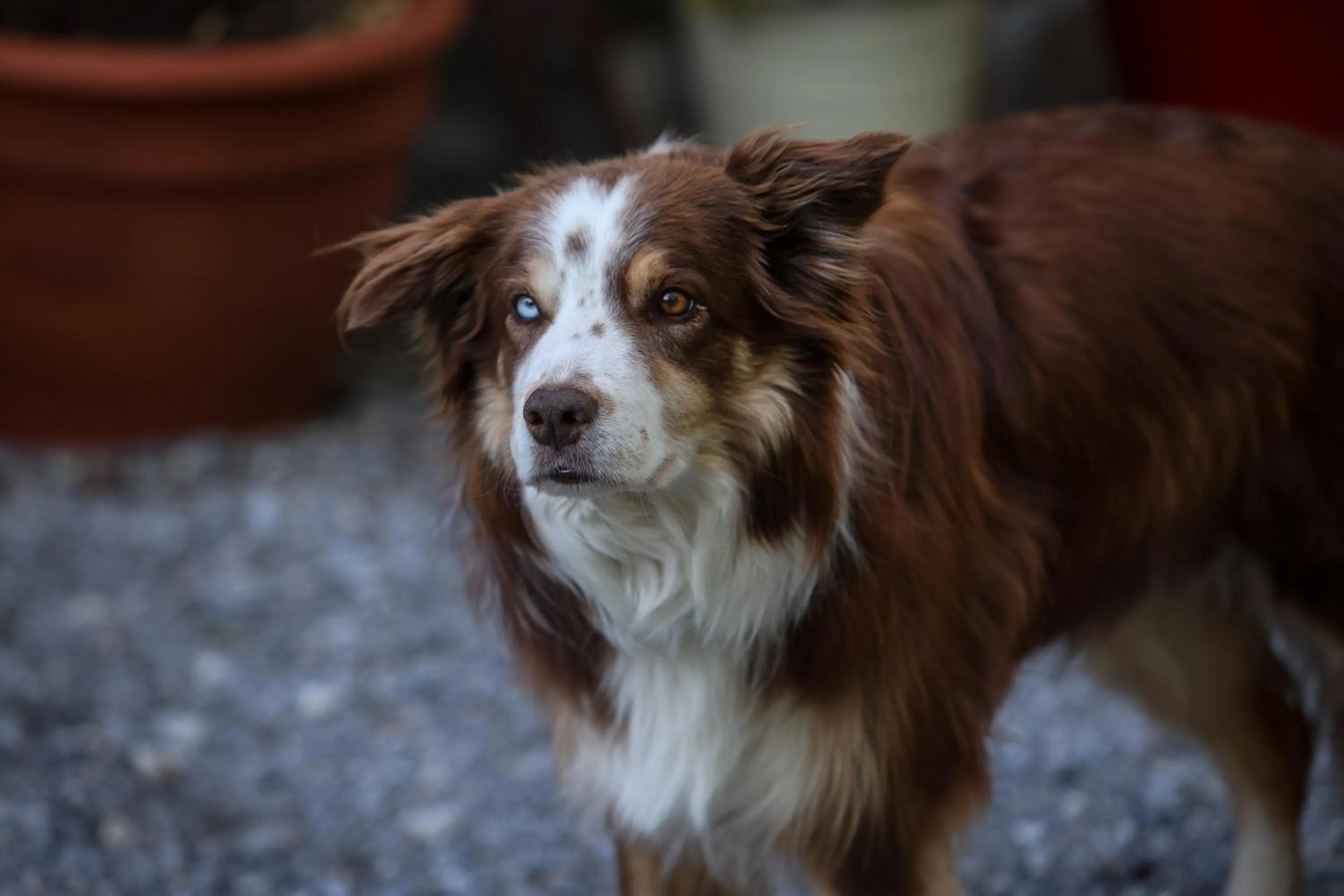 Animals in Hôtel Restaurant Gîtes Les 5 Saisons
