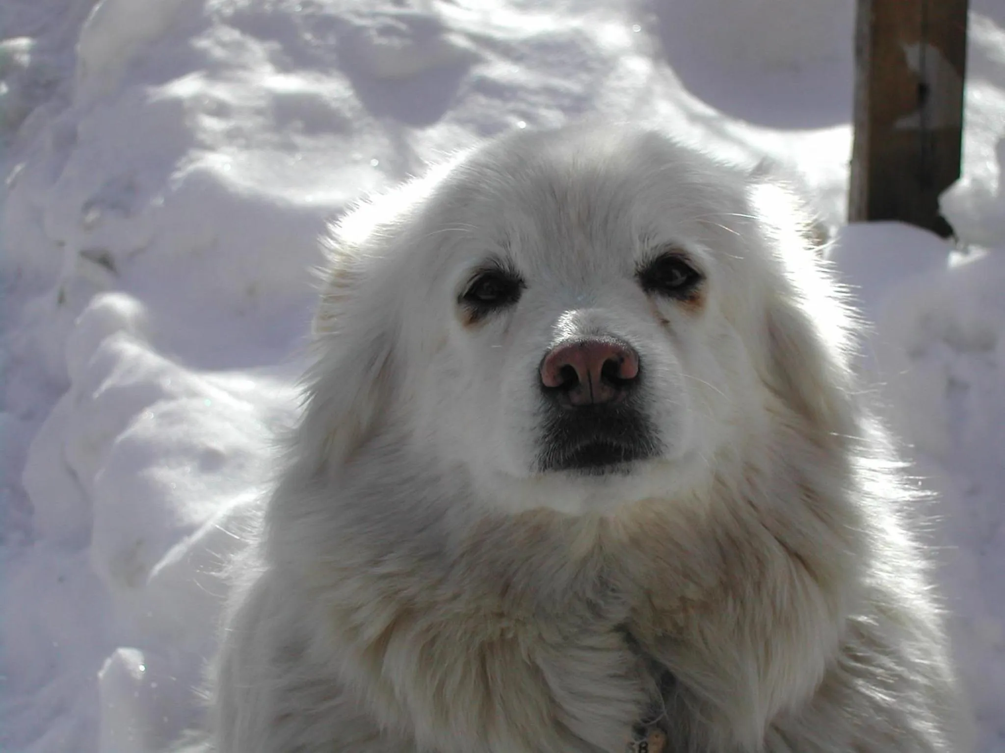 Pets in Residence Chris Appart