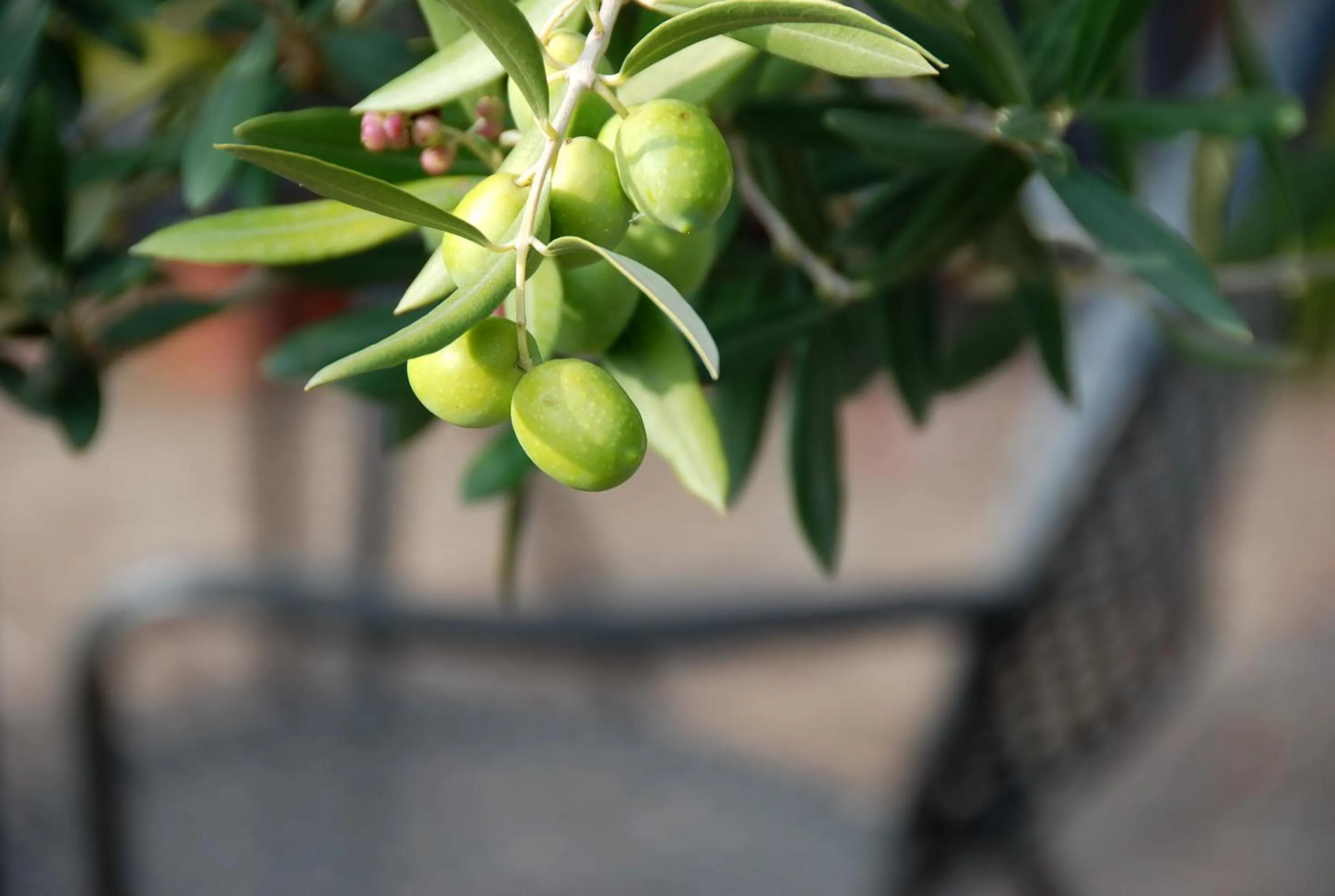 Garden in Hotel - Appartements Schmied Hans