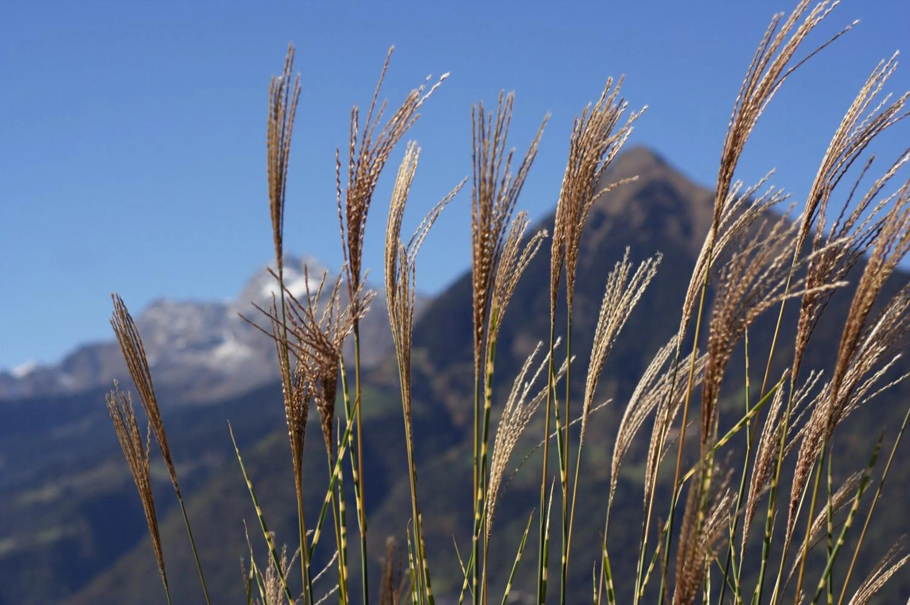 Garden in Hotel - Appartements Schmied Hans