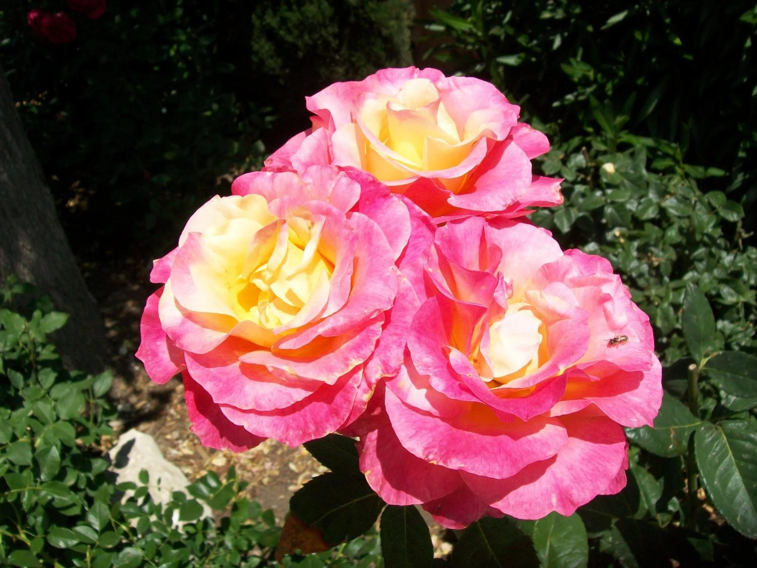 Garden in Adelaide Inn