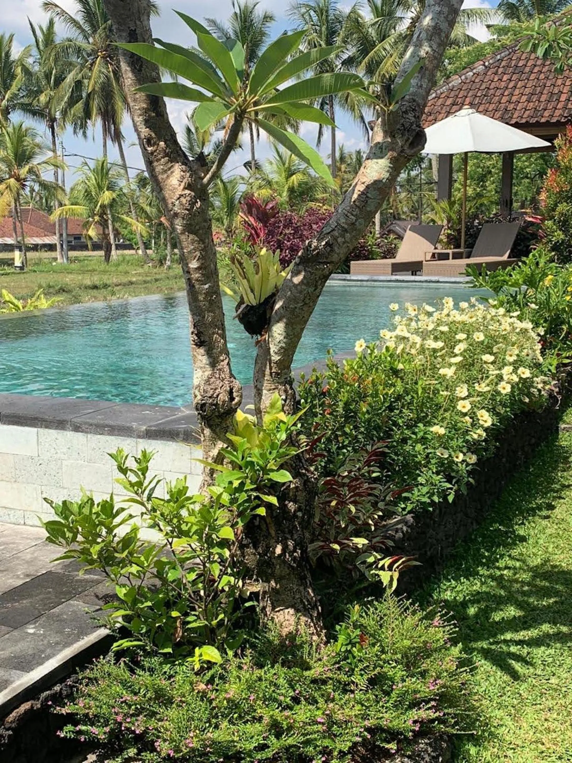 Swimming pool in Paraiso Cottage Ubud