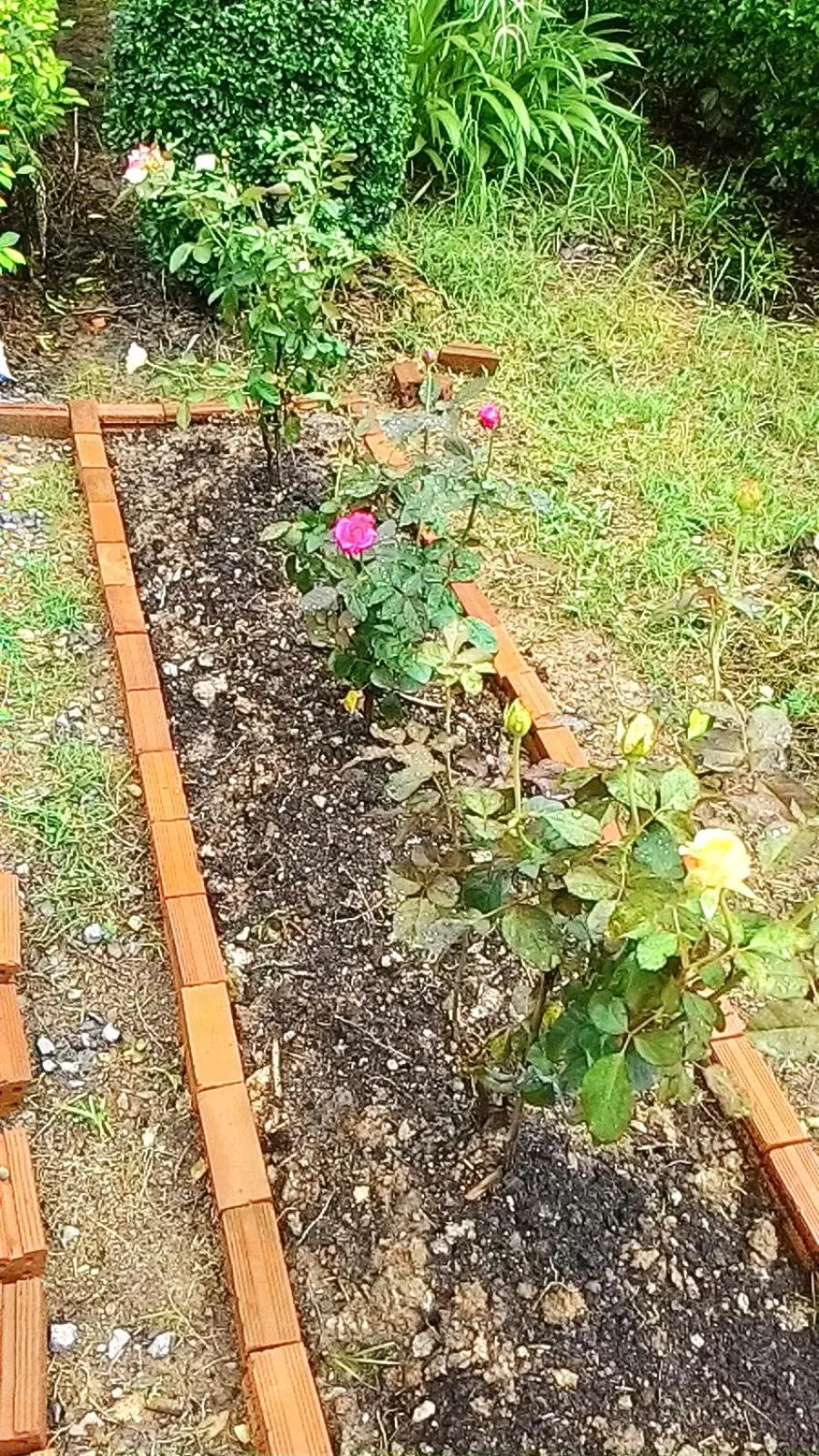 Garden view in At Home Sukhothai