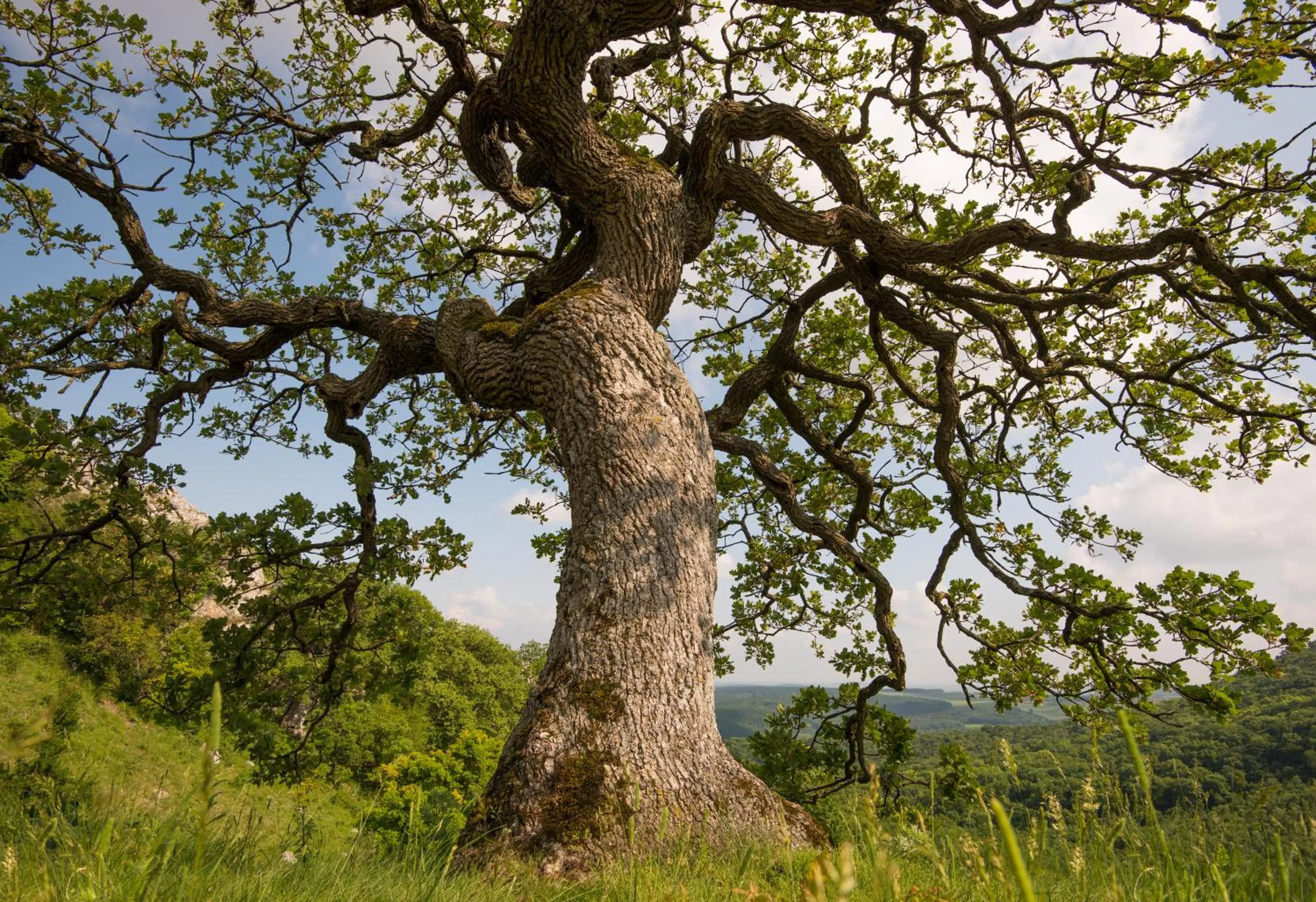 Natural landscape in Wellness Hotel IRIS