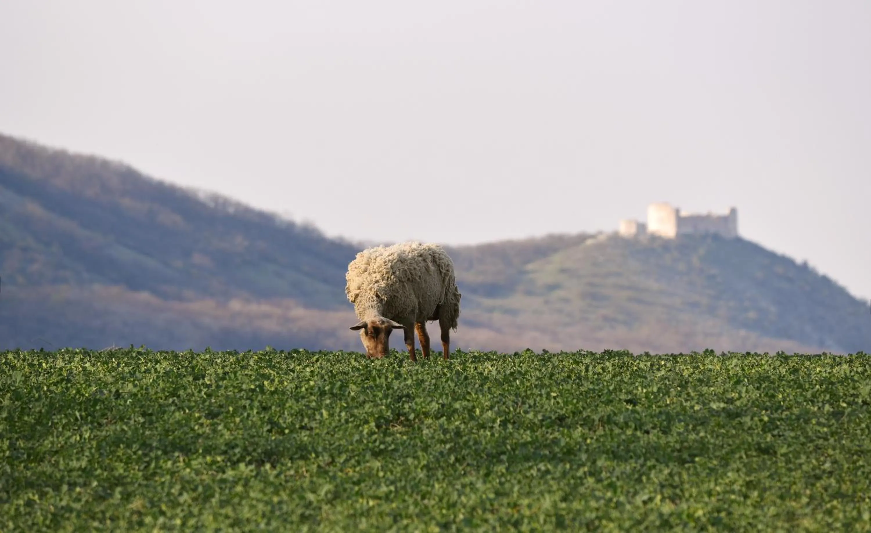 Natural landscape in Wellness Hotel IRIS