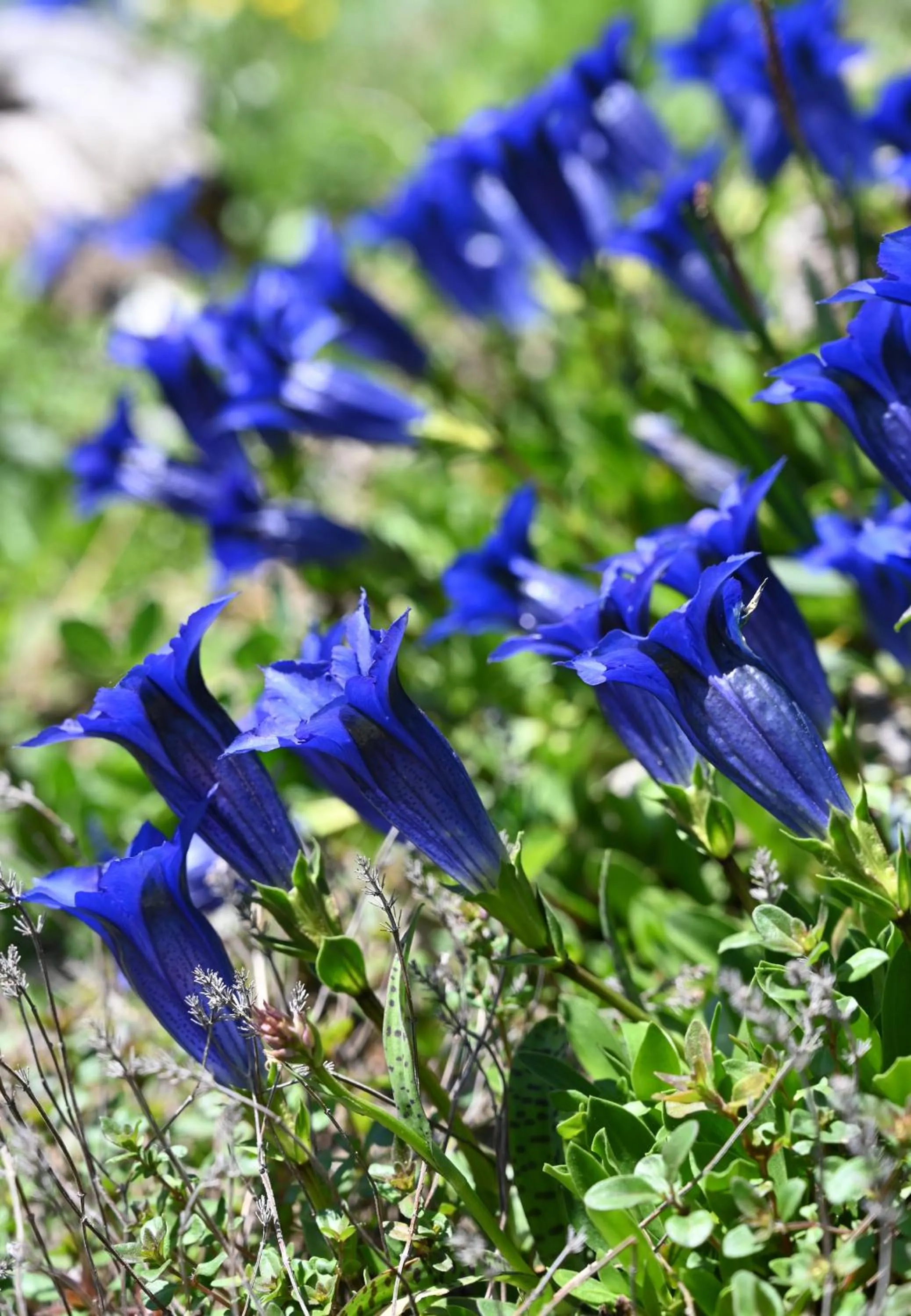Garden in Schatzalp Hotel