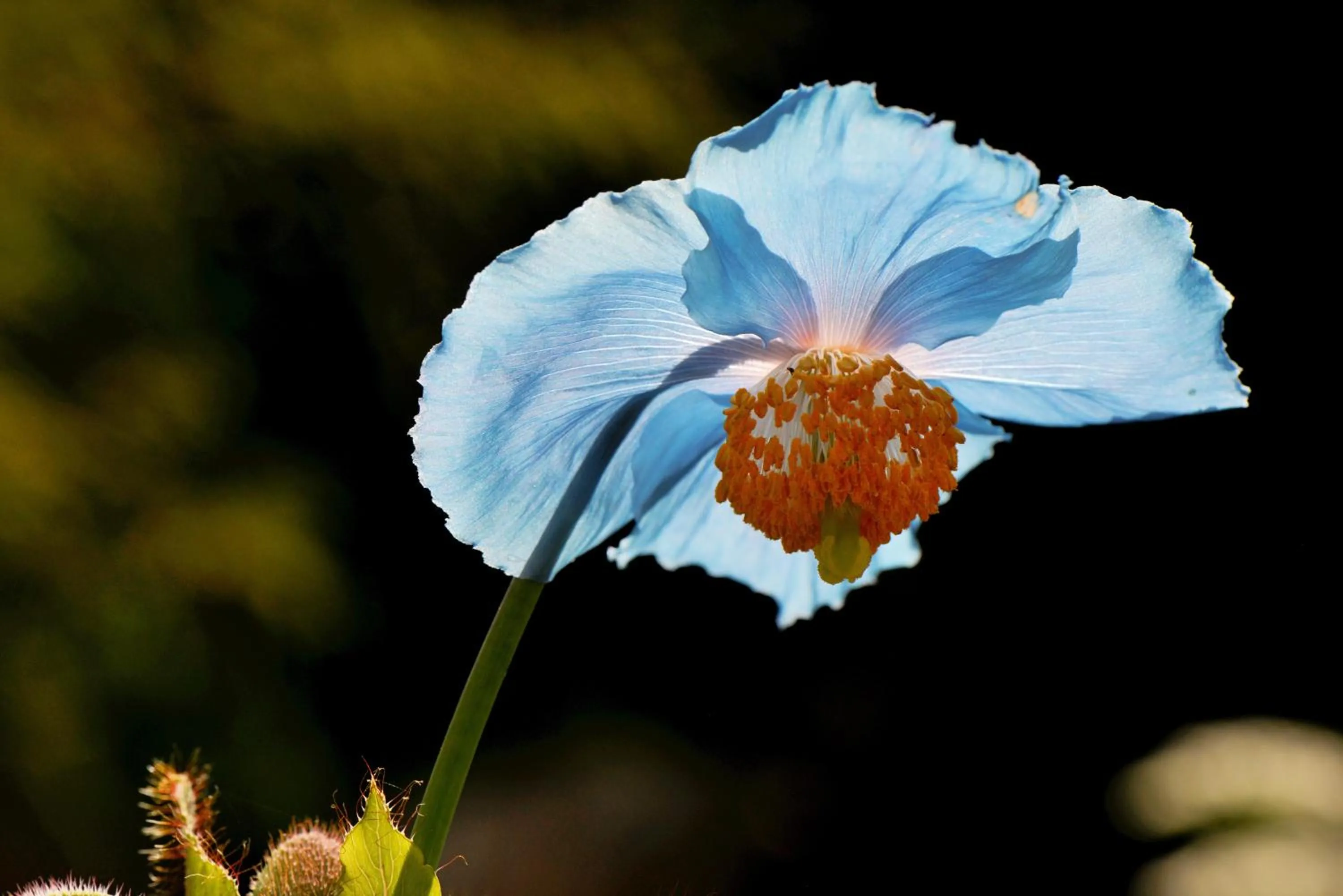 Garden in Schatzalp Hotel