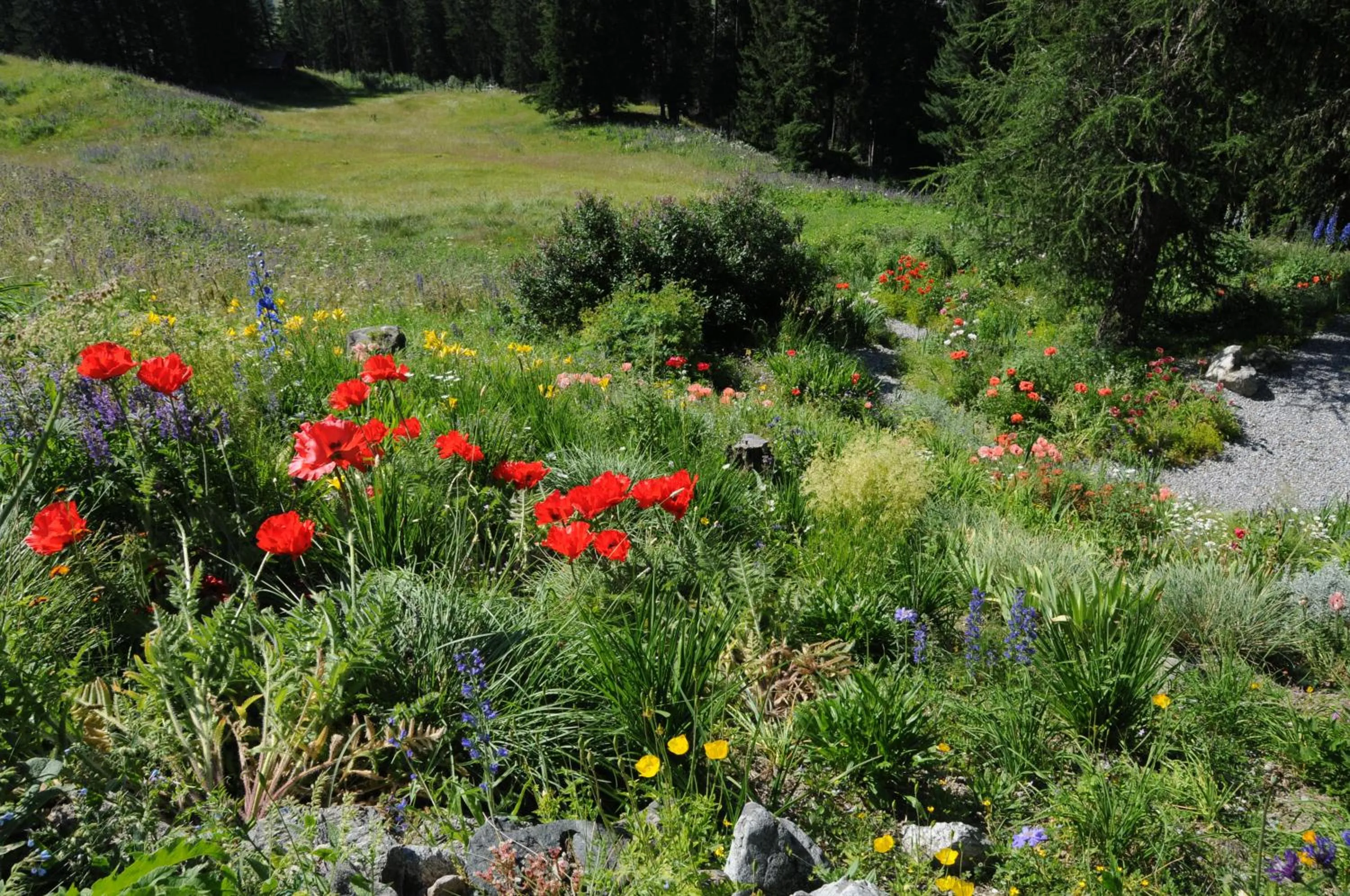 Garden in Schatzalp Hotel
