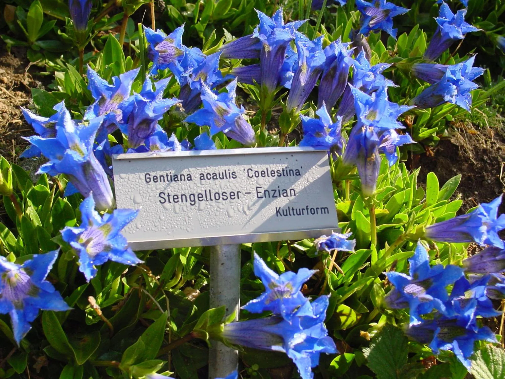 Garden in Schatzalp Hotel