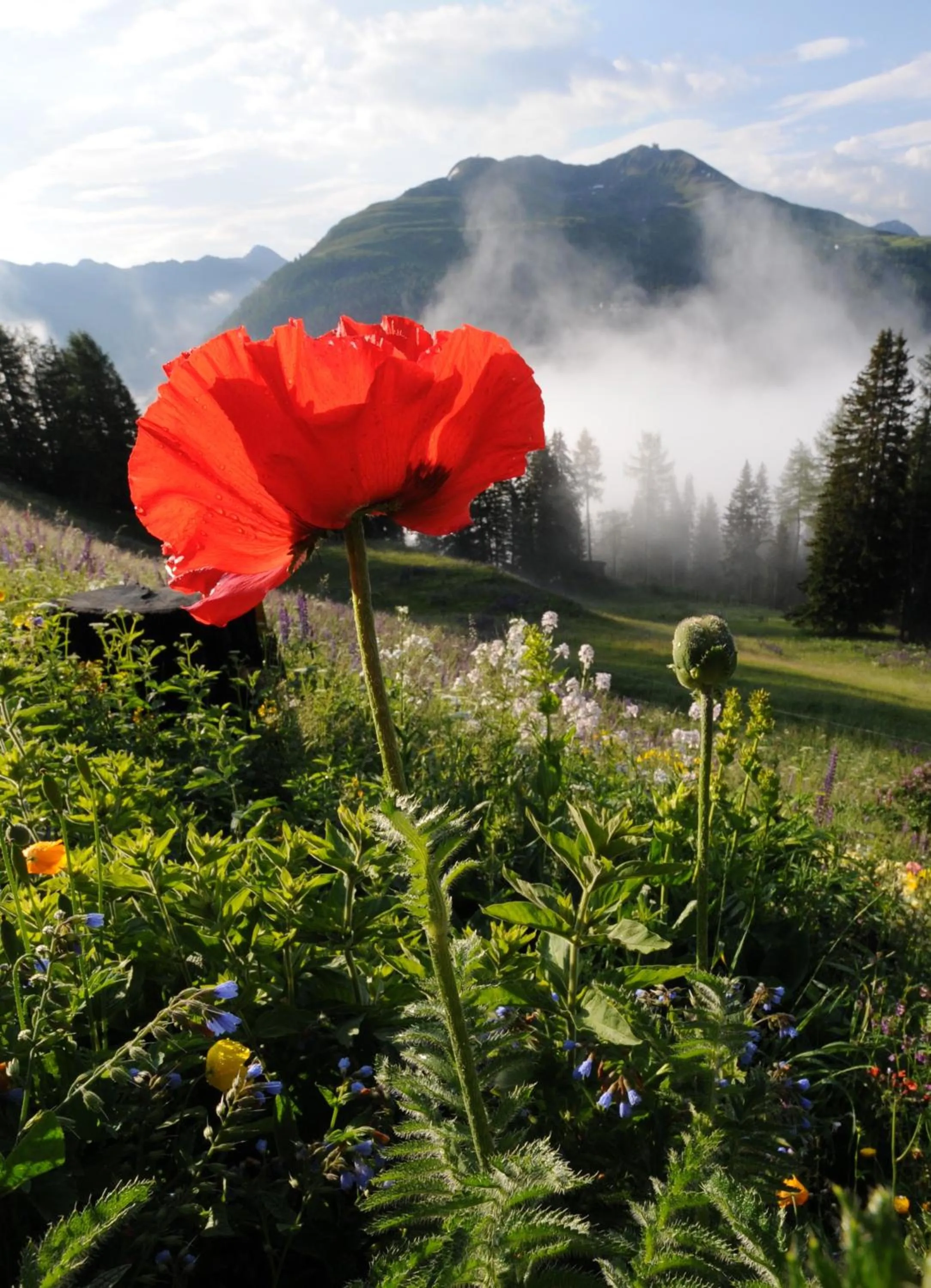 Garden in Schatzalp Hotel