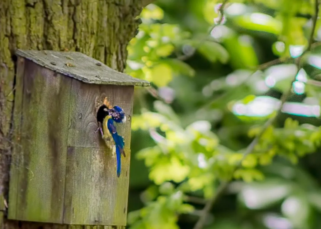 Garden in Pretty Maid House B&B