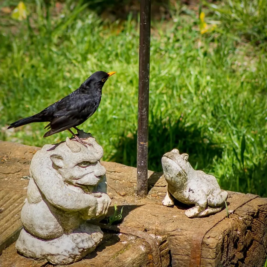 Garden in Pretty Maid House B&B