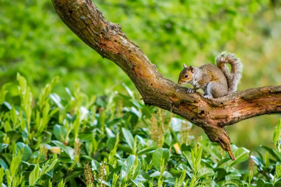 Garden in Pretty Maid House B&B