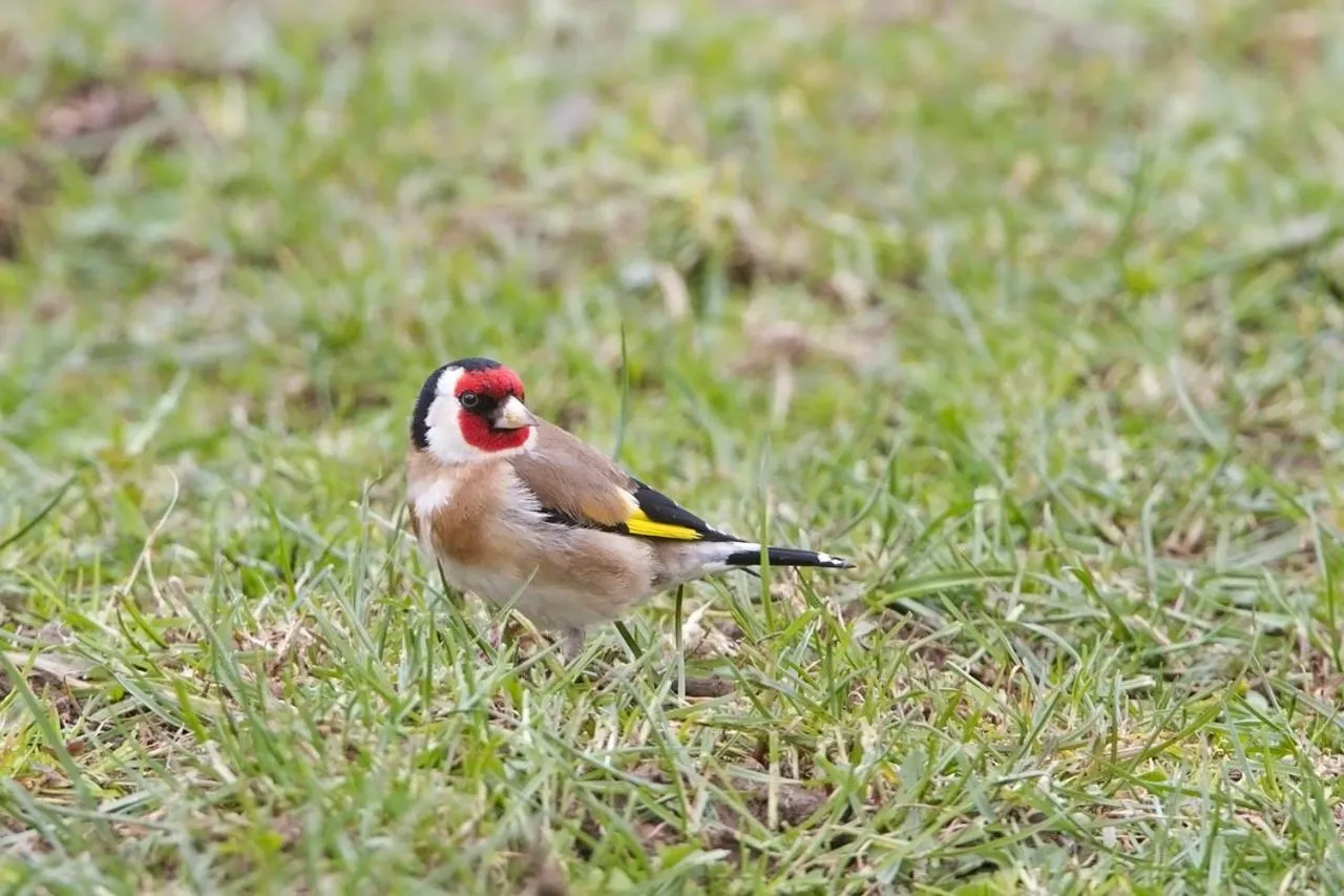 Animals in Russell-Orongo Bay Holiday Park