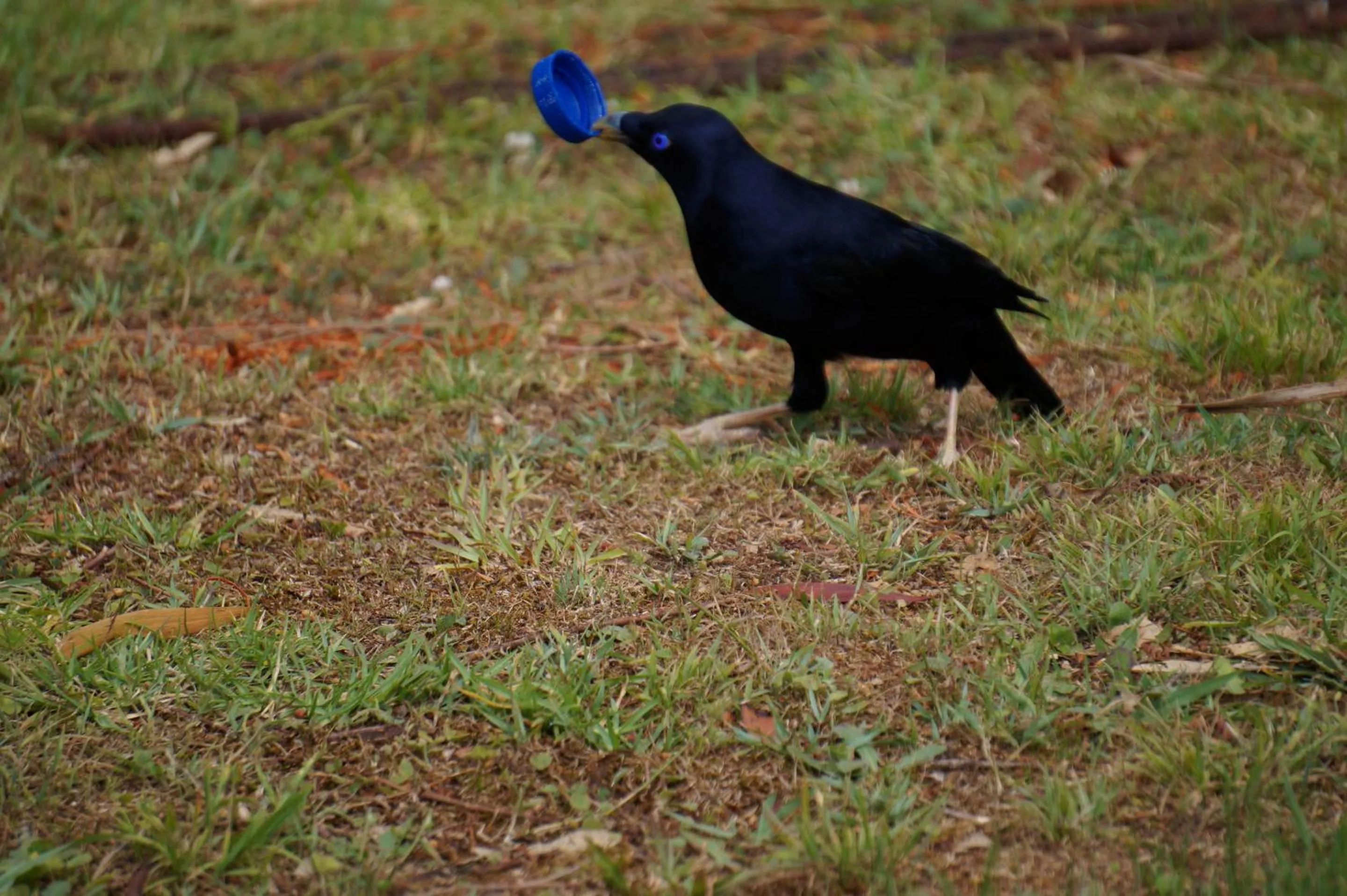 Animals in Kidd Street Cottages