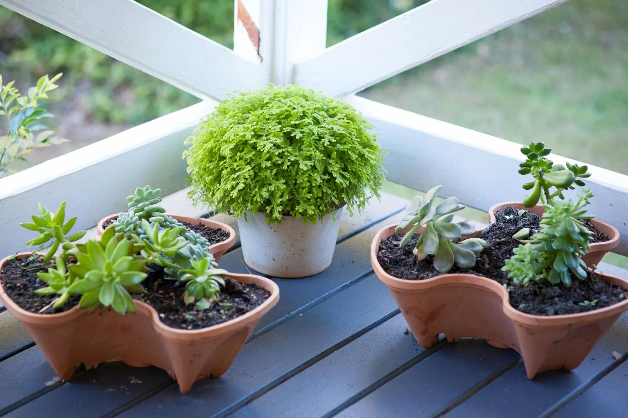 Kidd Street Cottages