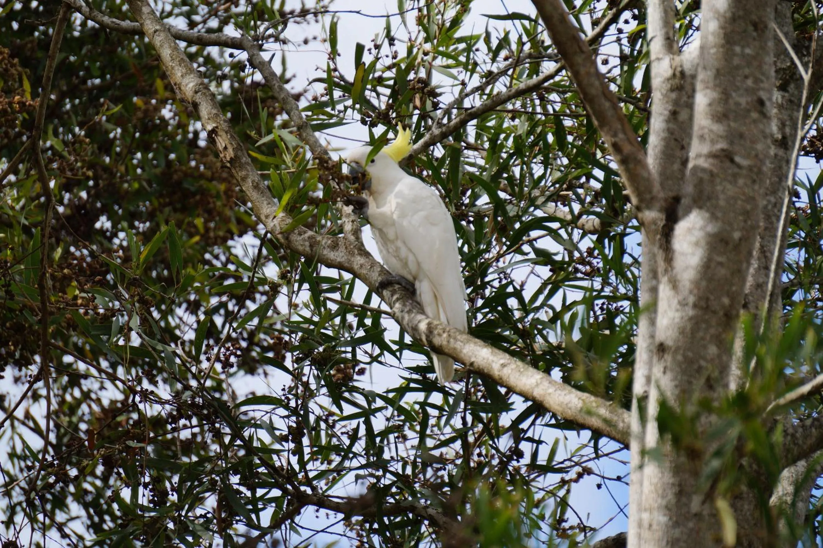 Garden in Kidd Street Cottages